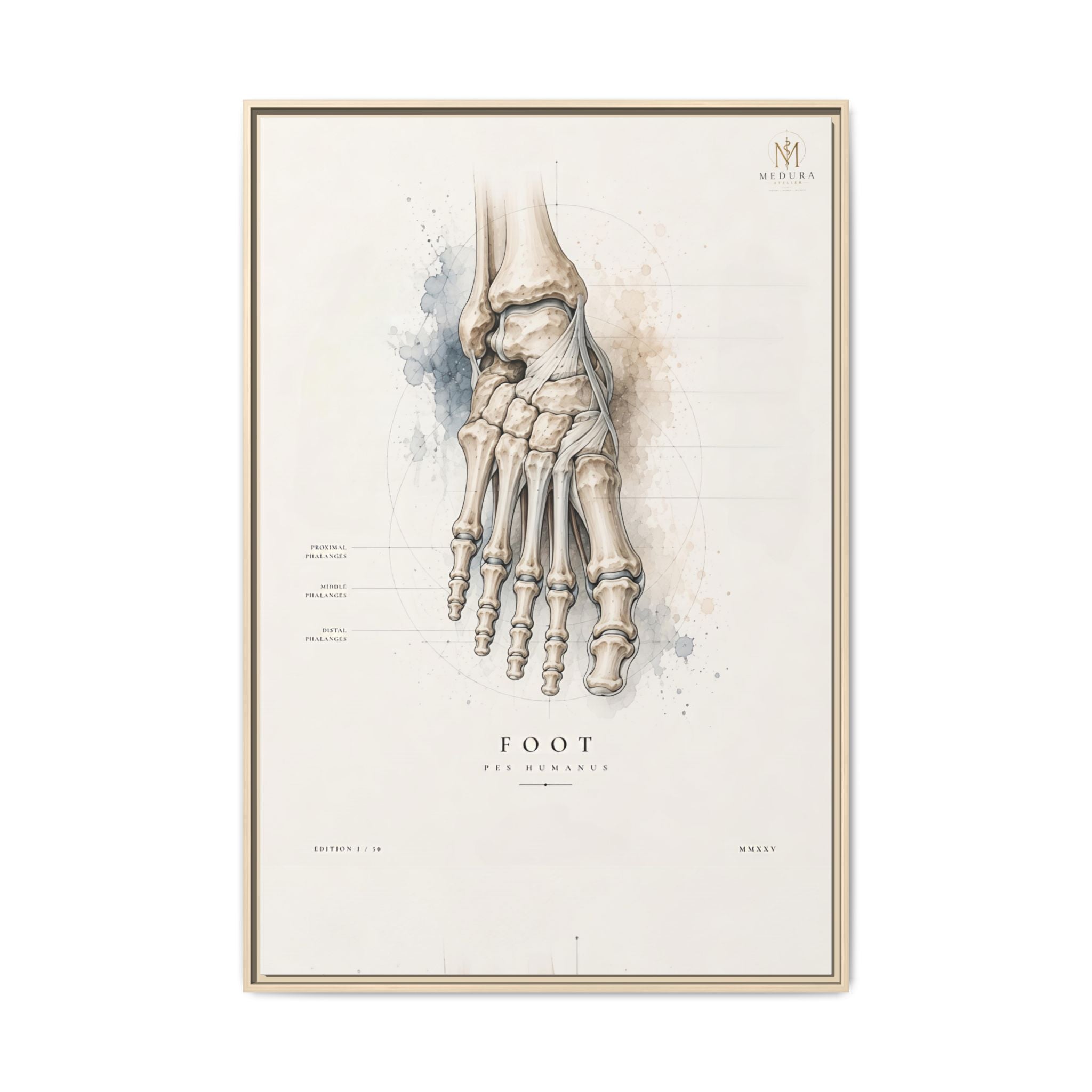 Anatomical Foot Skeleton Wall Art | Luxury Podiatry Canvas Print | Museum-Inspired Fine Art