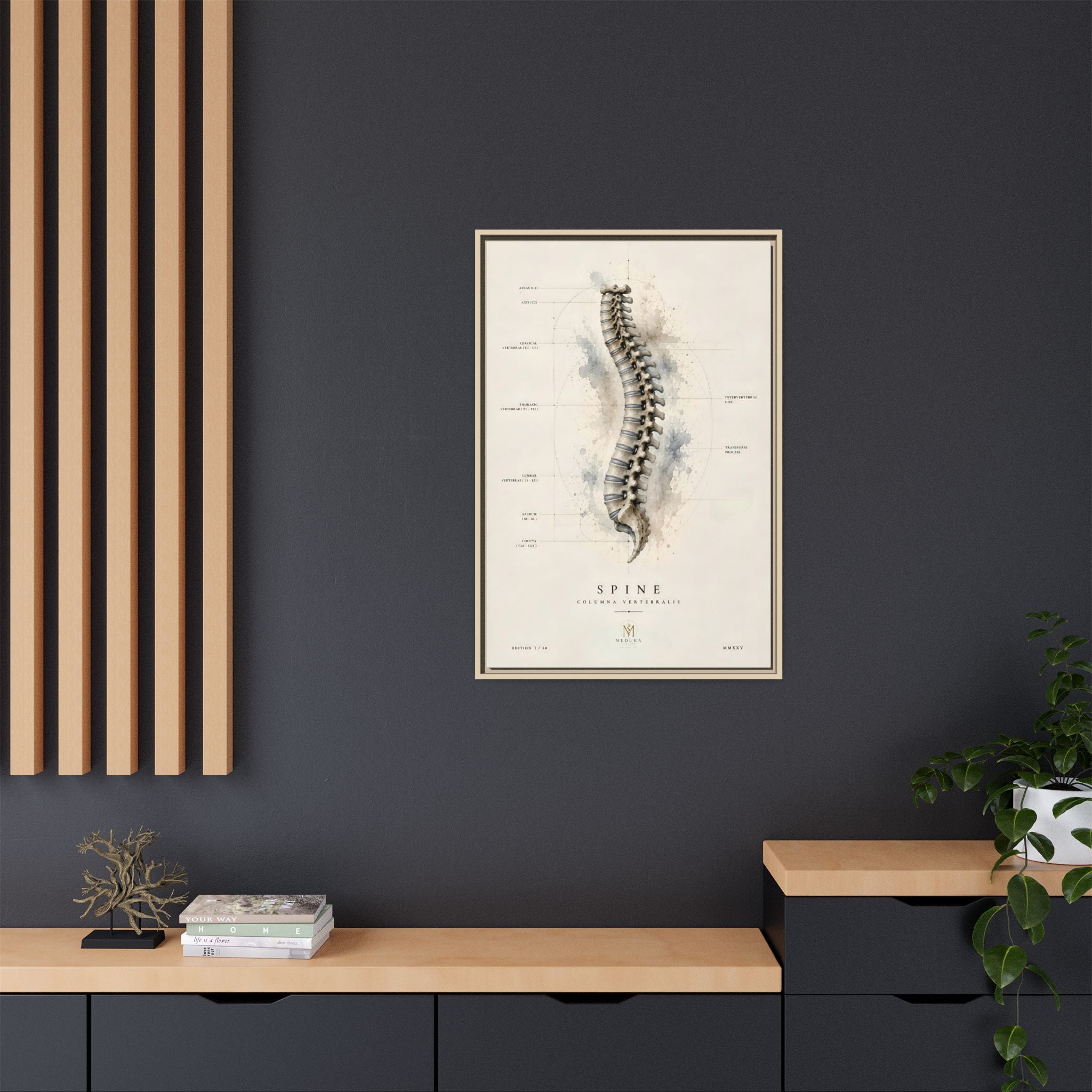 Anatomical Spine Wall Art | Luxury Vertebral Column Canvas Print | Museum-Inspired Fine Art