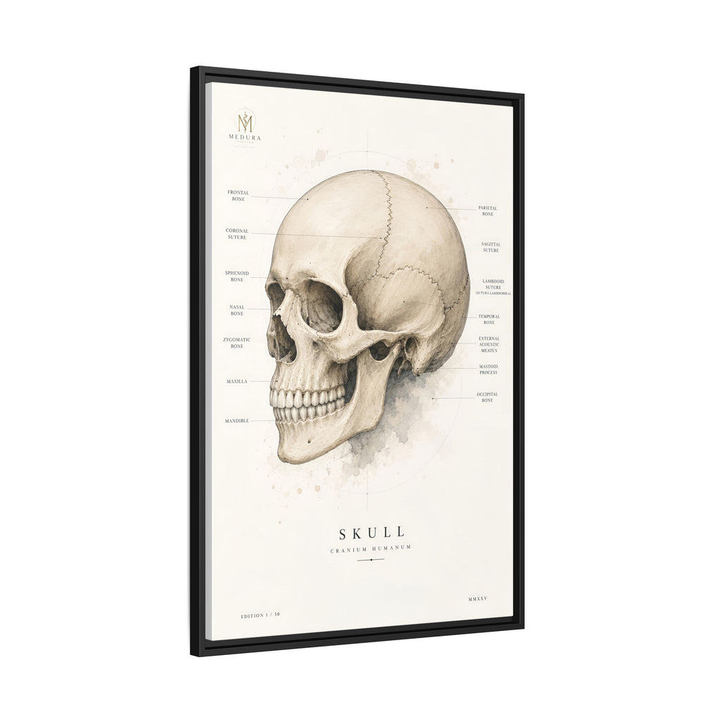 Anatomical Skull Wall Art | Luxury Medical Canvas Print | Museum-Inspired Fine Art