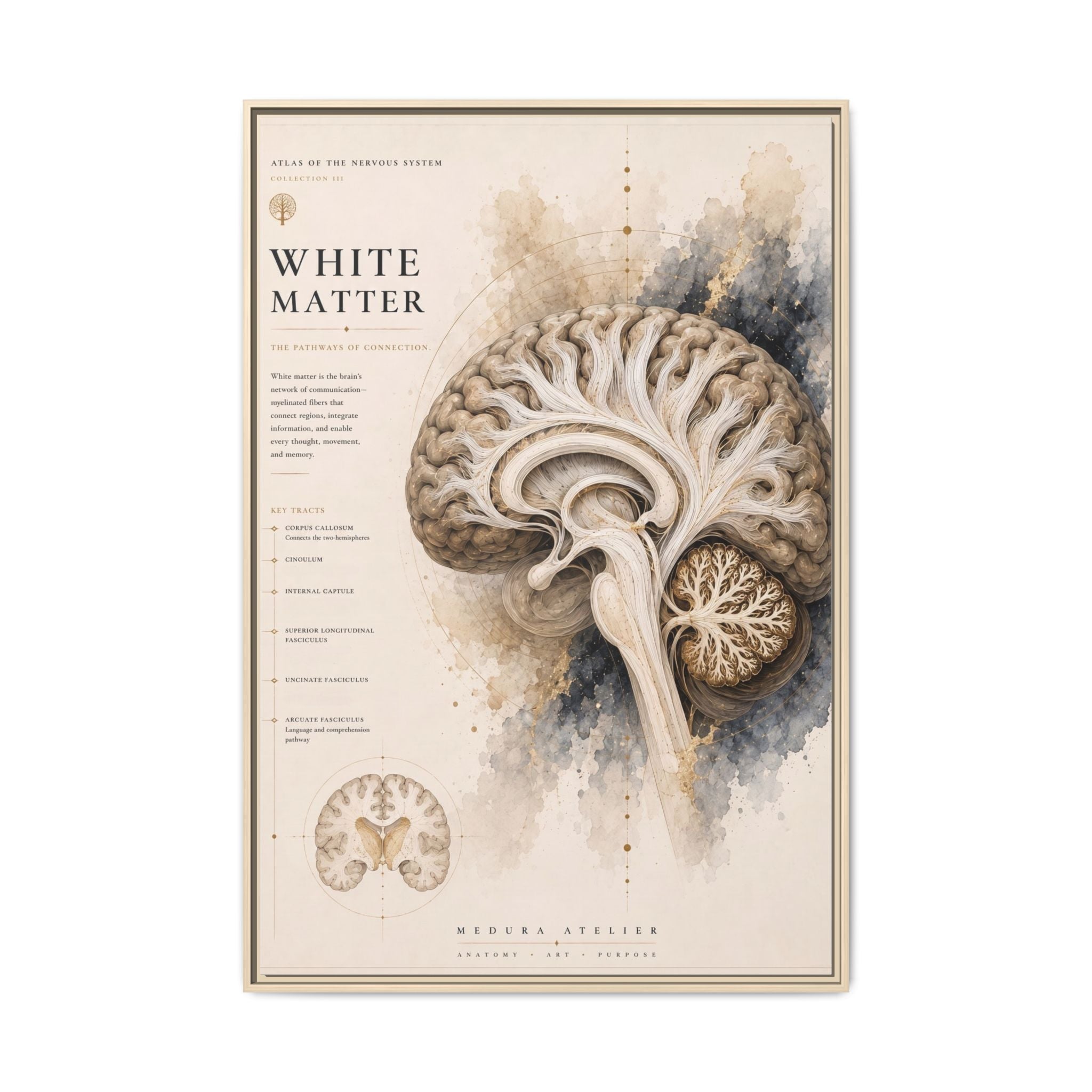 White Matter Brain Wall Art | Luxury Neuroscience Canvas Print | Museum-Inspired Fine Art