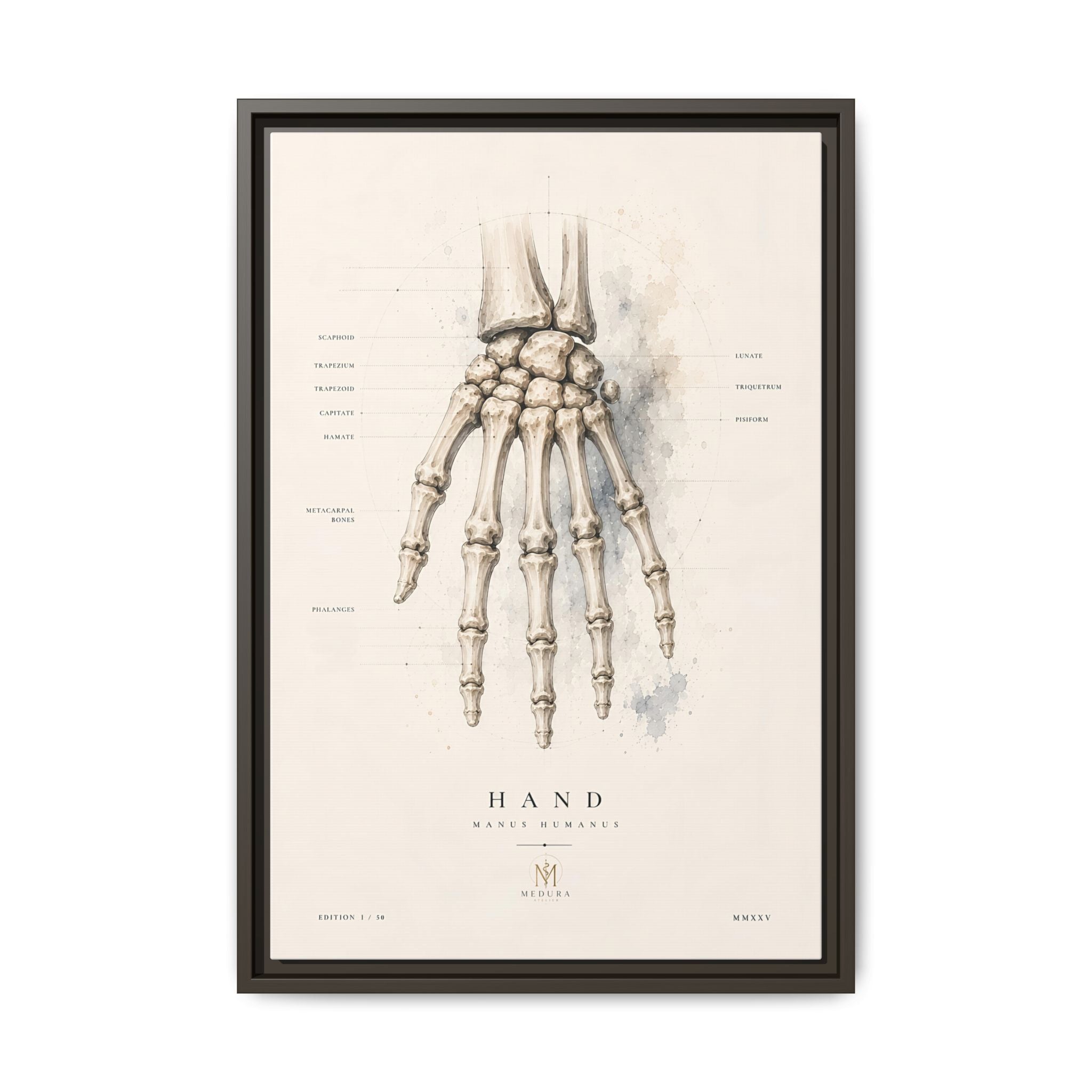 Anatomical Hand Skeleton Wall Art | Luxury Orthopaedic Canvas Print | Museum-Inspired Fine Art