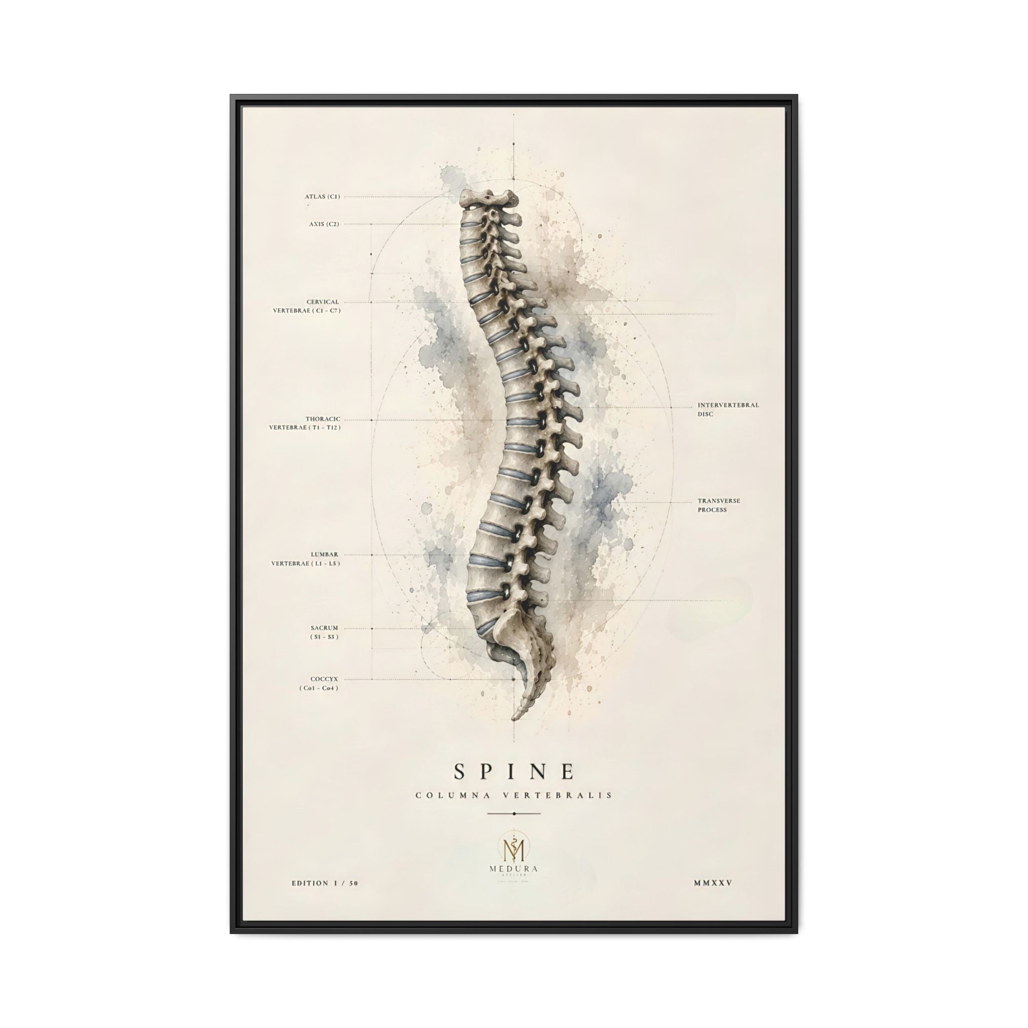 Anatomical Spine Wall Art | Luxury Vertebral Column Canvas Print | Museum-Inspired Fine Art