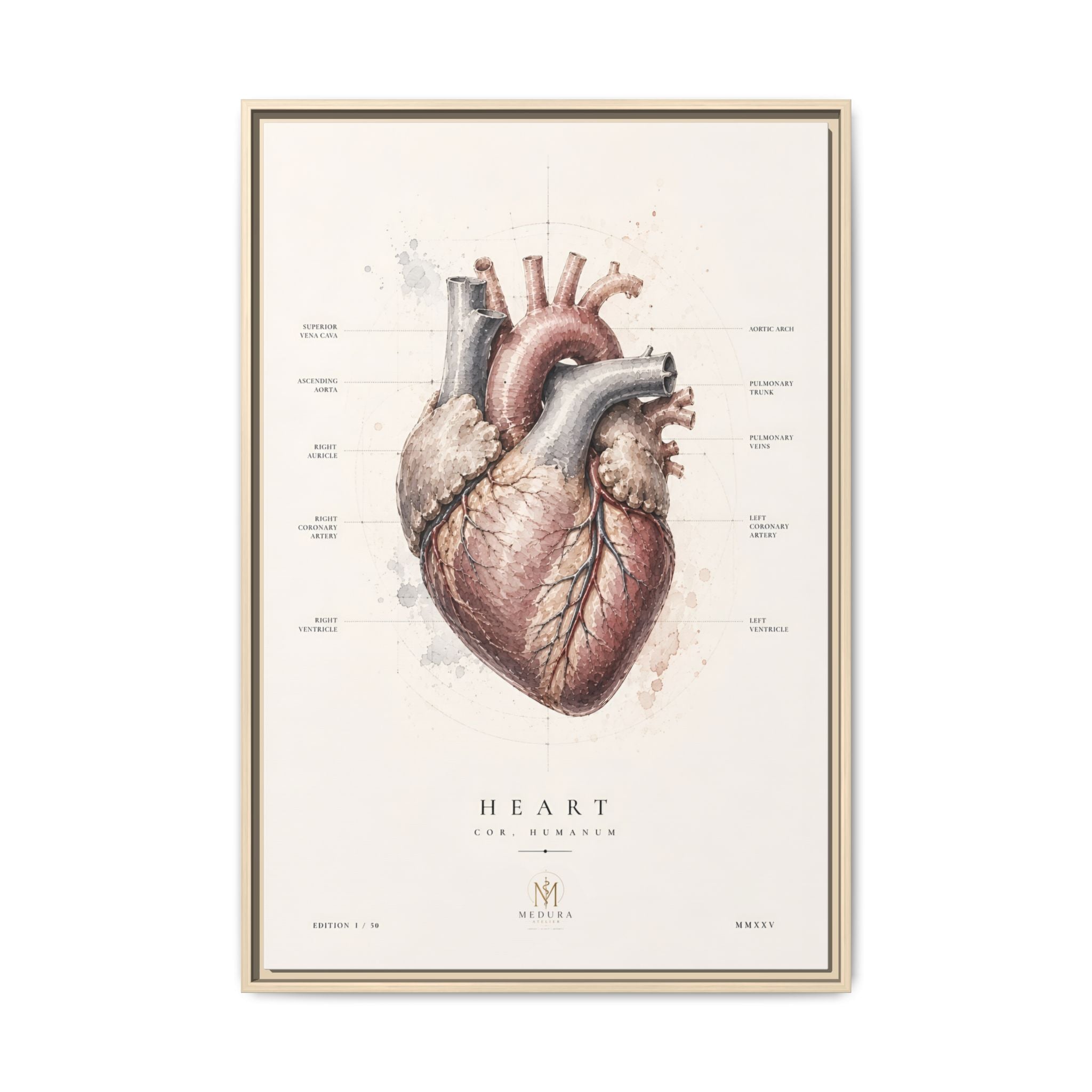Anatomical Heart Wall Art | Luxury Medical Canvas Print | Museum-Inspired Fine Art