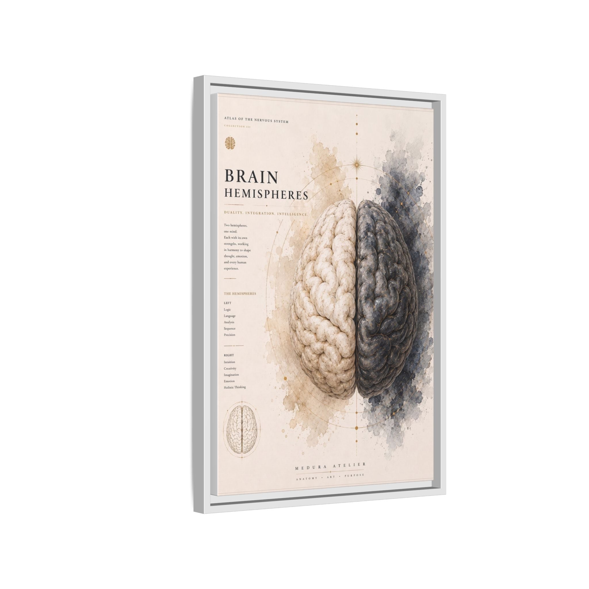 Brain Hemispheres Wall Art | Luxury Neuroscience Canvas Print | Museum-Inspired Fine Art