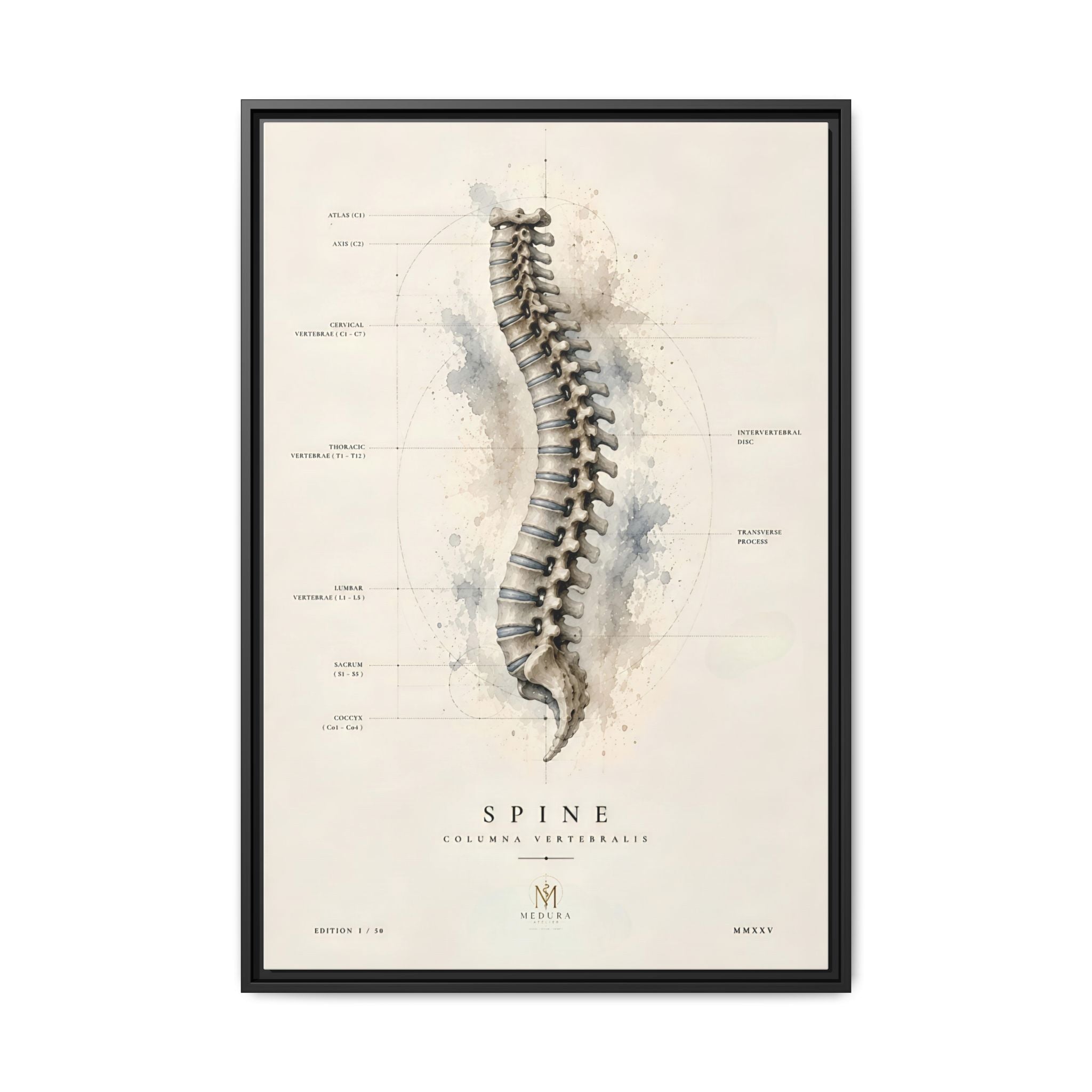 Anatomical Spine Wall Art | Luxury Vertebral Column Canvas Print | Museum-Inspired Fine Art