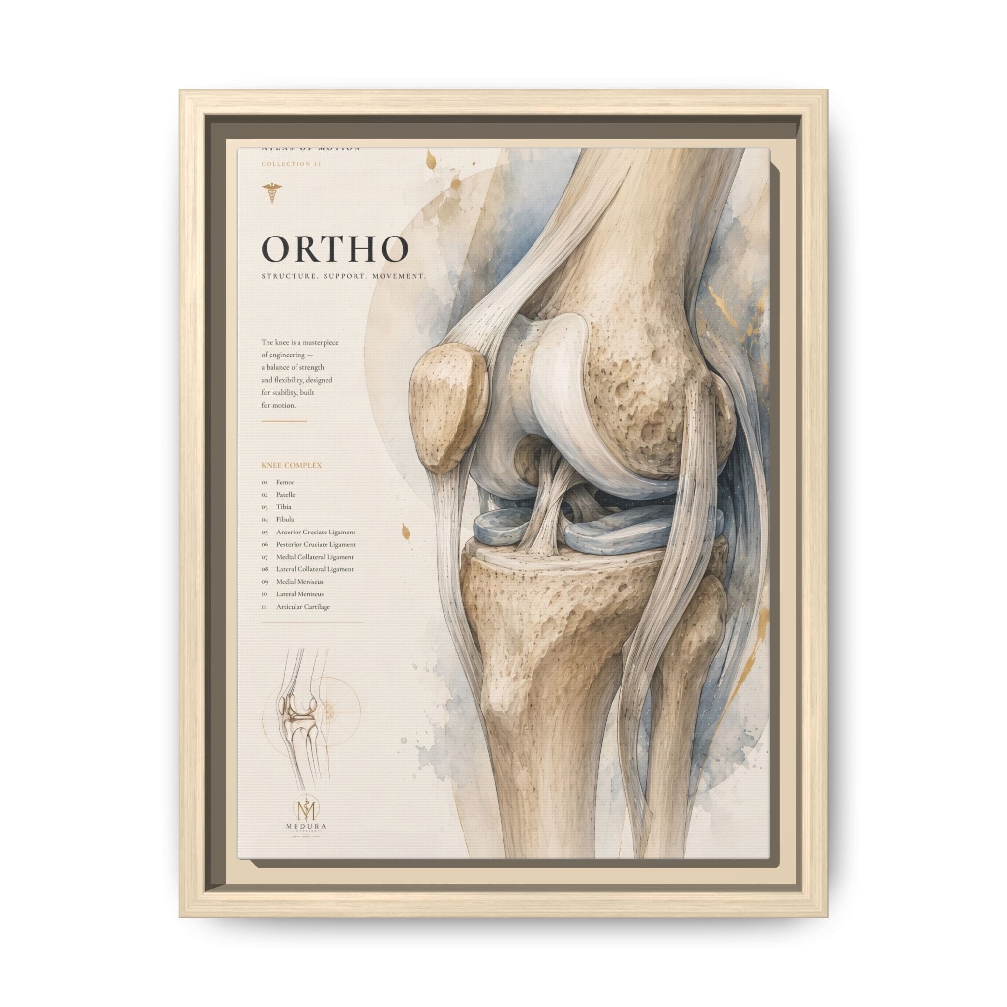 Orthopaedic Knee Anatomy Wall Art | Luxury Orthopedic Canvas Print | Museum-Inspired Fine Art