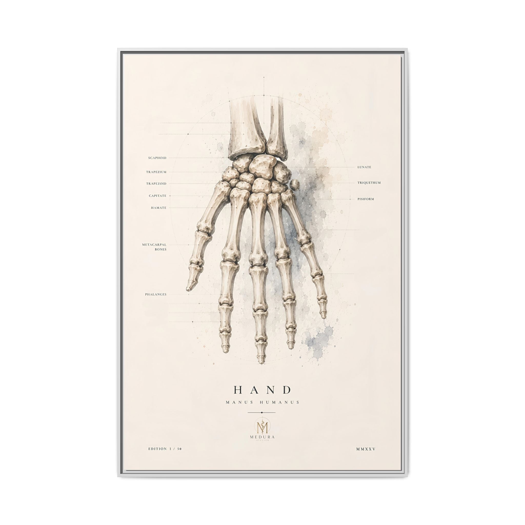 Anatomical Hand Skeleton Wall Art | Luxury Orthopaedic Canvas Print | Museum-Inspired Fine Art