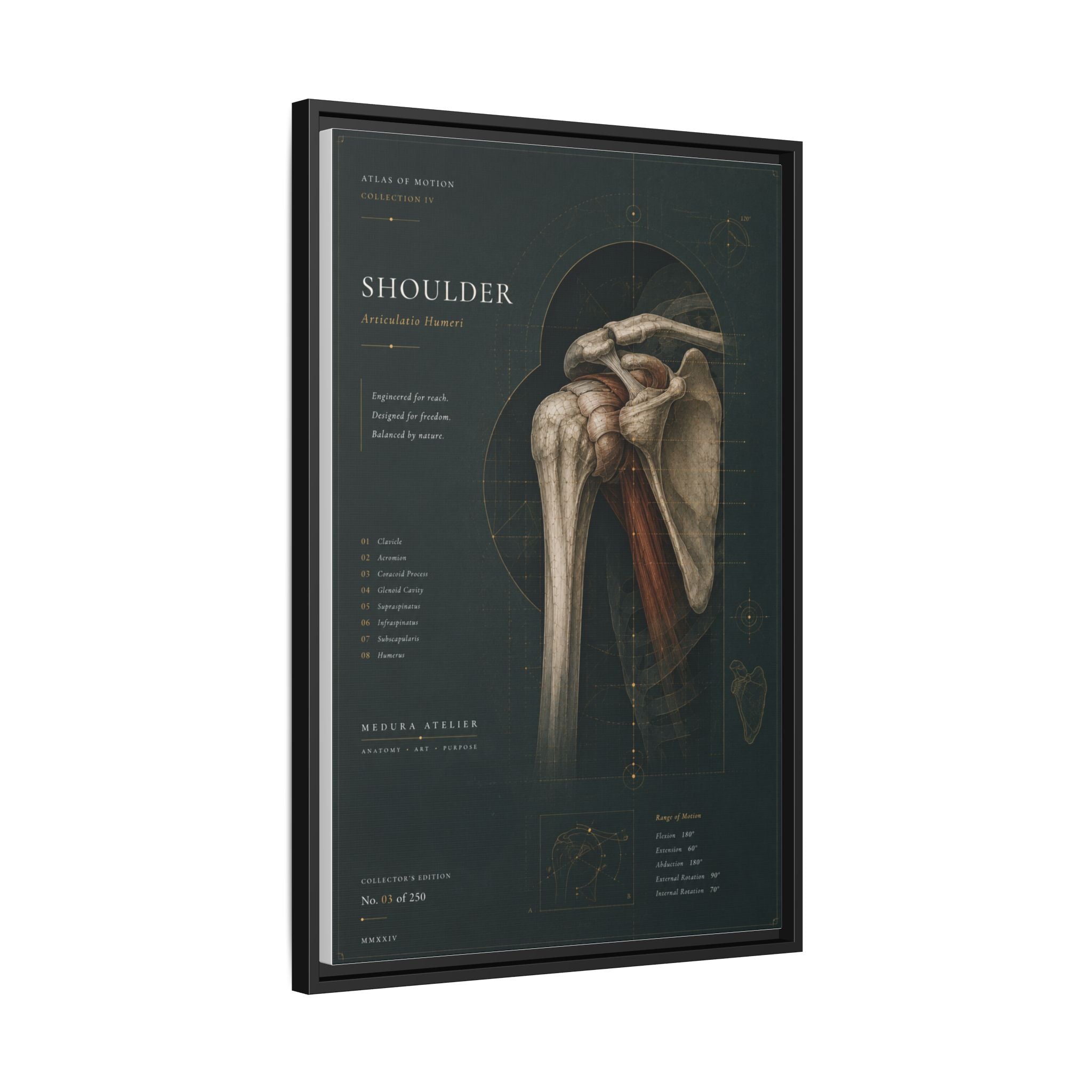 Copy of Atlas of Motion – Knee Wall Art | Luxury Orthopedic Canvas Print | Museum-Inspired Fine Art