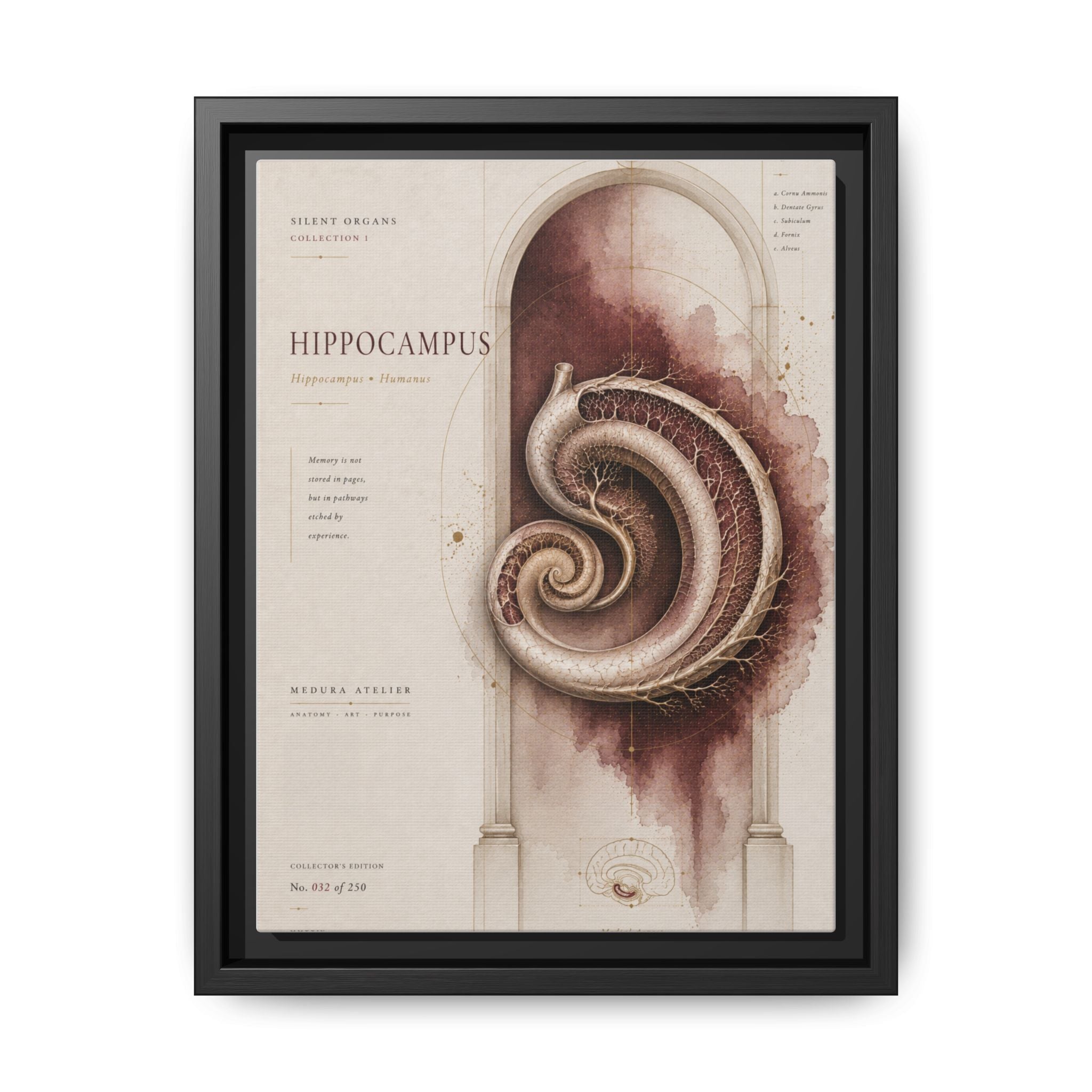 Silent Organs – Hippocampus Wall Art | Luxury Neuroscience Canvas Print | Museum-Inspired Fine Art