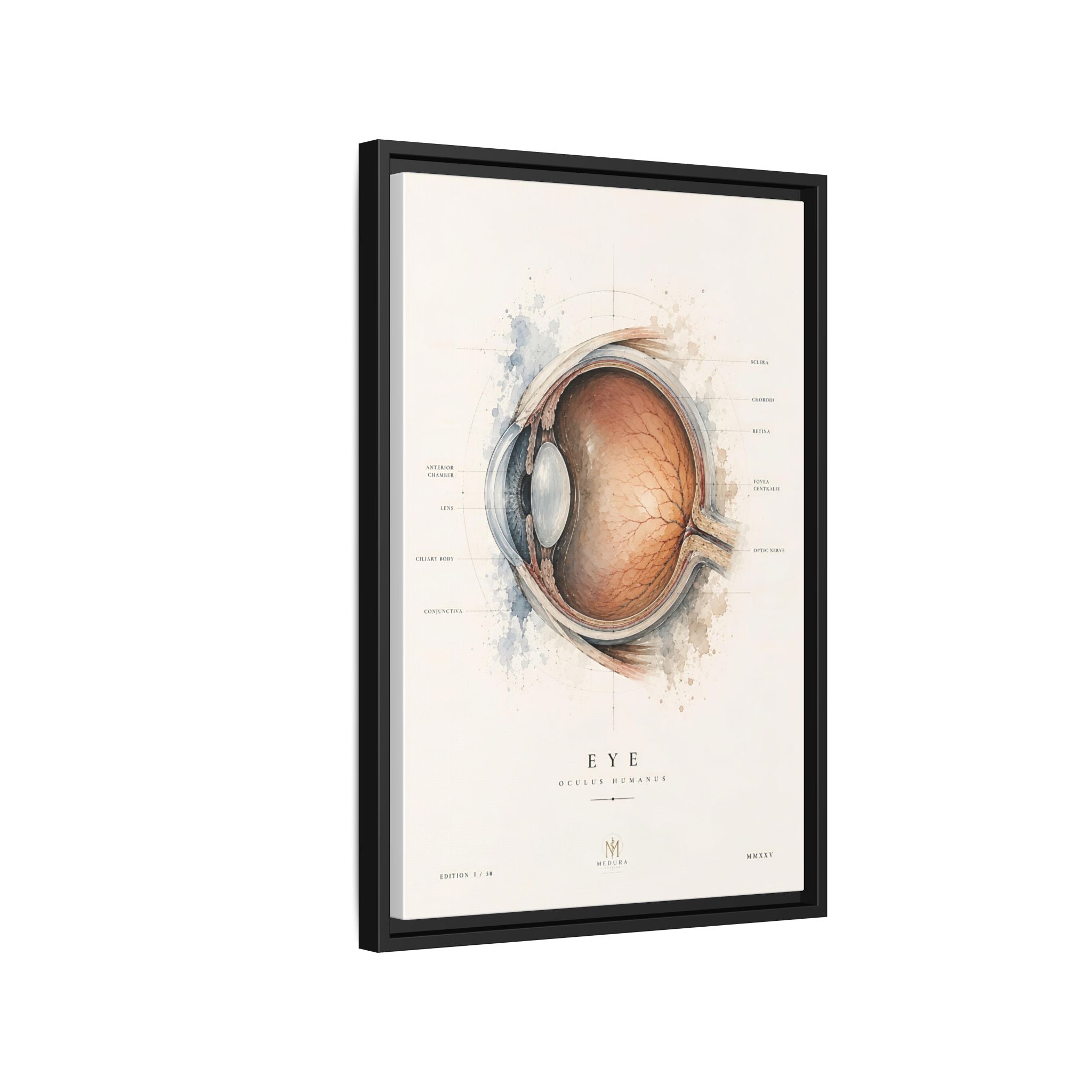 Anatomical Eye Canvas Print | Luxury Ophthalmology Wall Art | Museum-Inspired Medical Decor
