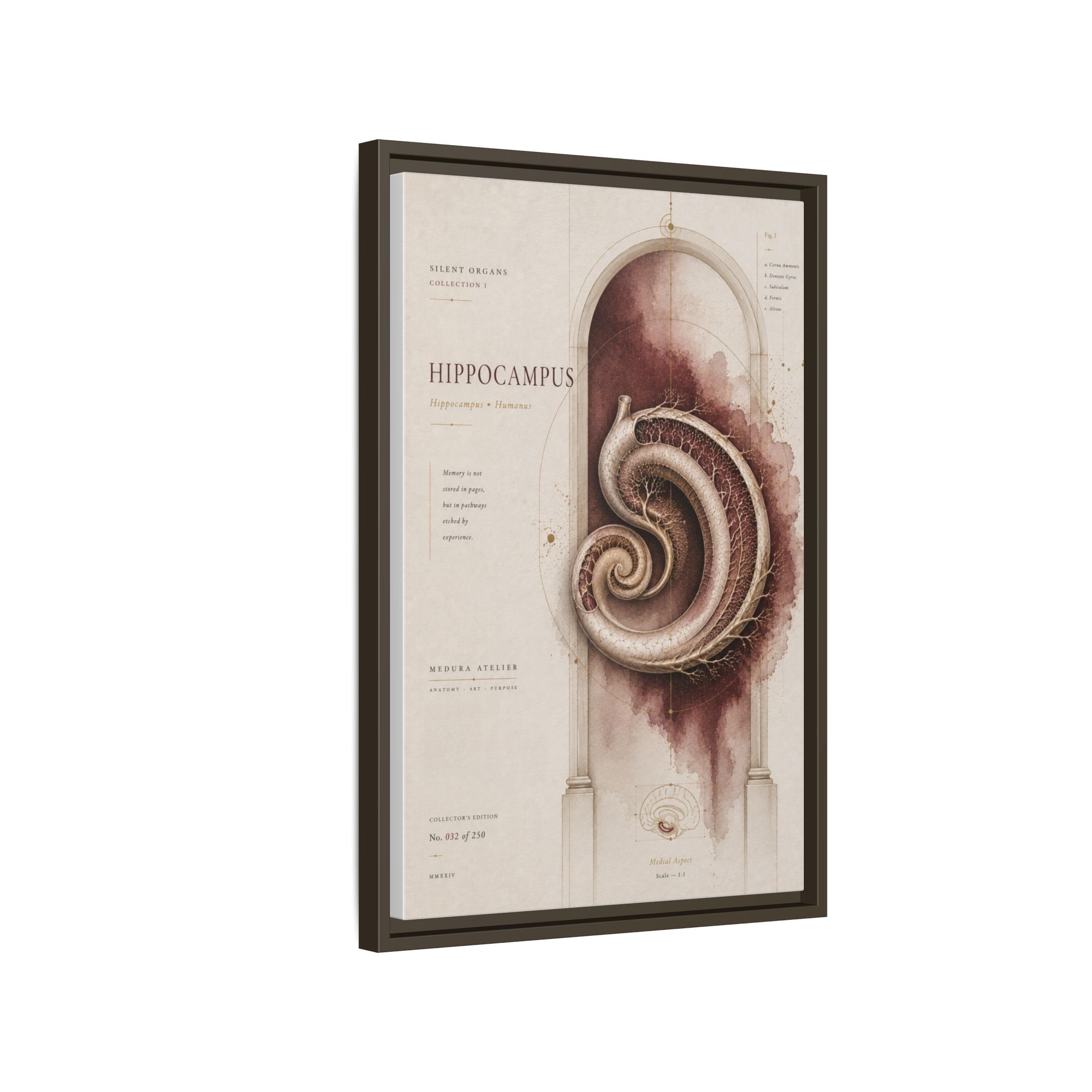 Silent Organs – Hippocampus Wall Art | Luxury Neuroscience Canvas Print | Museum-Inspired Fine Art