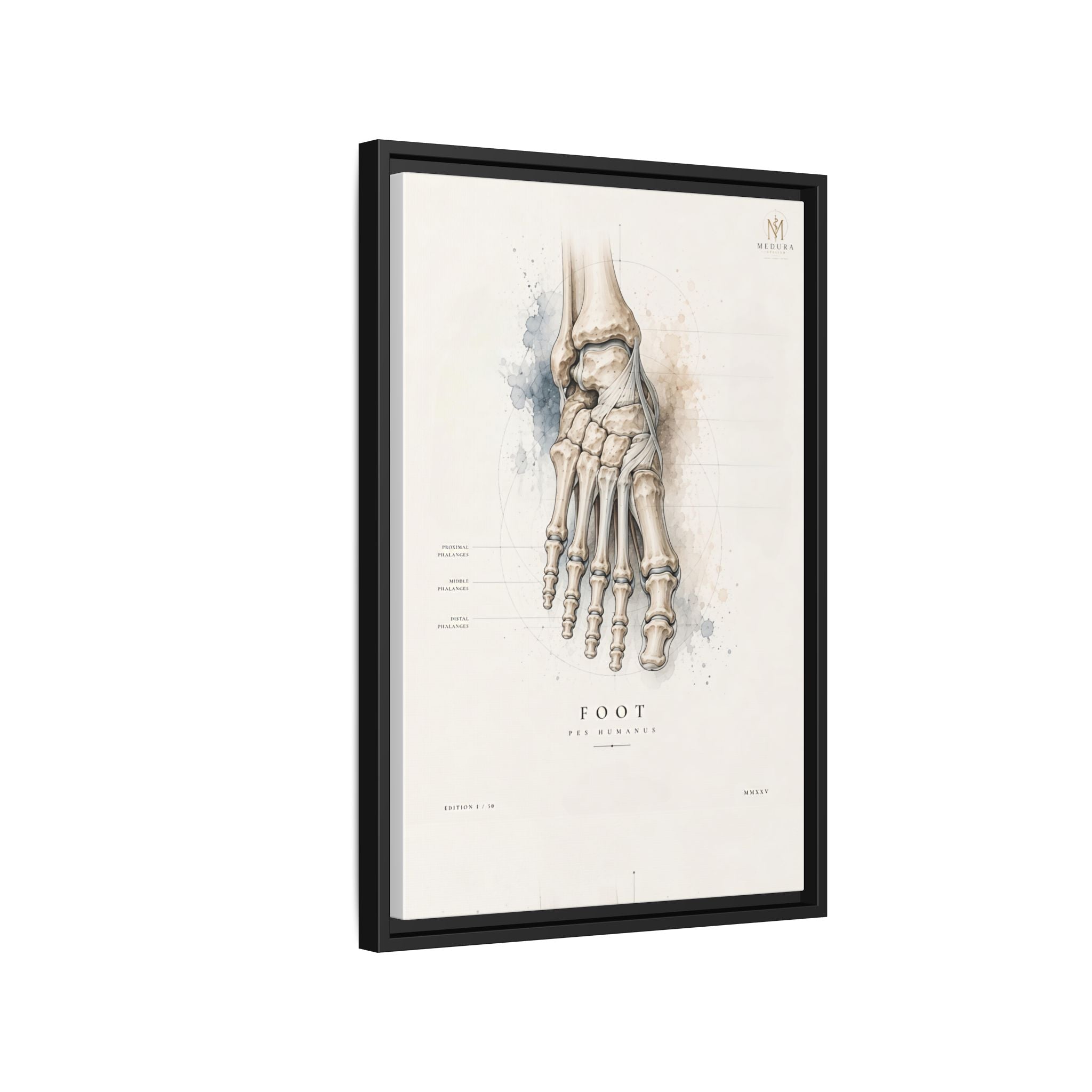 Anatomical Foot Skeleton Wall Art | Luxury Podiatry Canvas Print | Museum-Inspired Fine Art