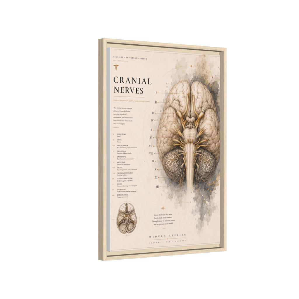 White Matter Brain Wall Art | Luxury Neuroscience Canvas Print | Museum-Inspired Fine Art