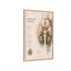 White Matter Brain Wall Art | Luxury Neuroscience Canvas Print | Museum-Inspired Fine Art