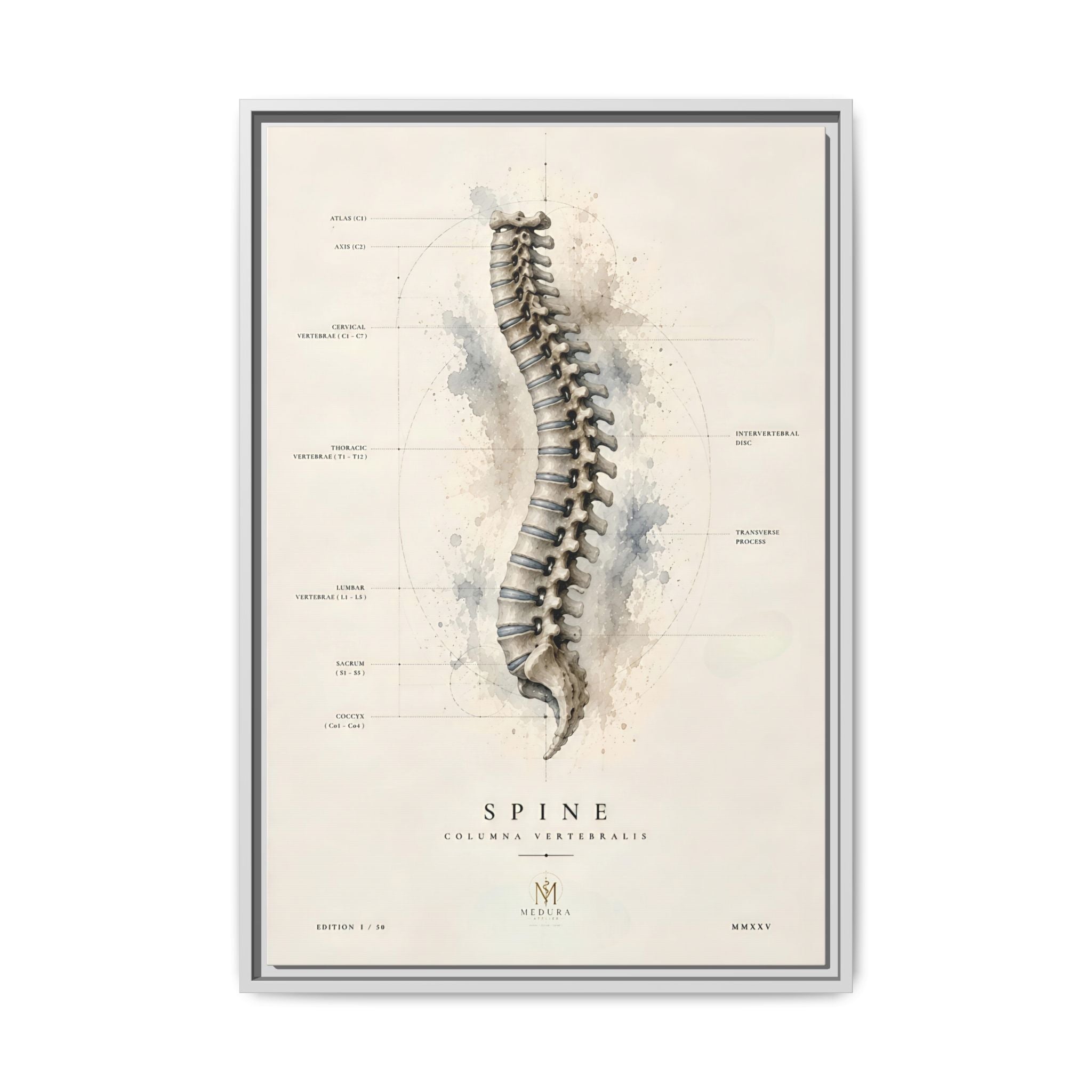 Anatomical Spine Wall Art | Luxury Vertebral Column Canvas Print | Museum-Inspired Fine Art