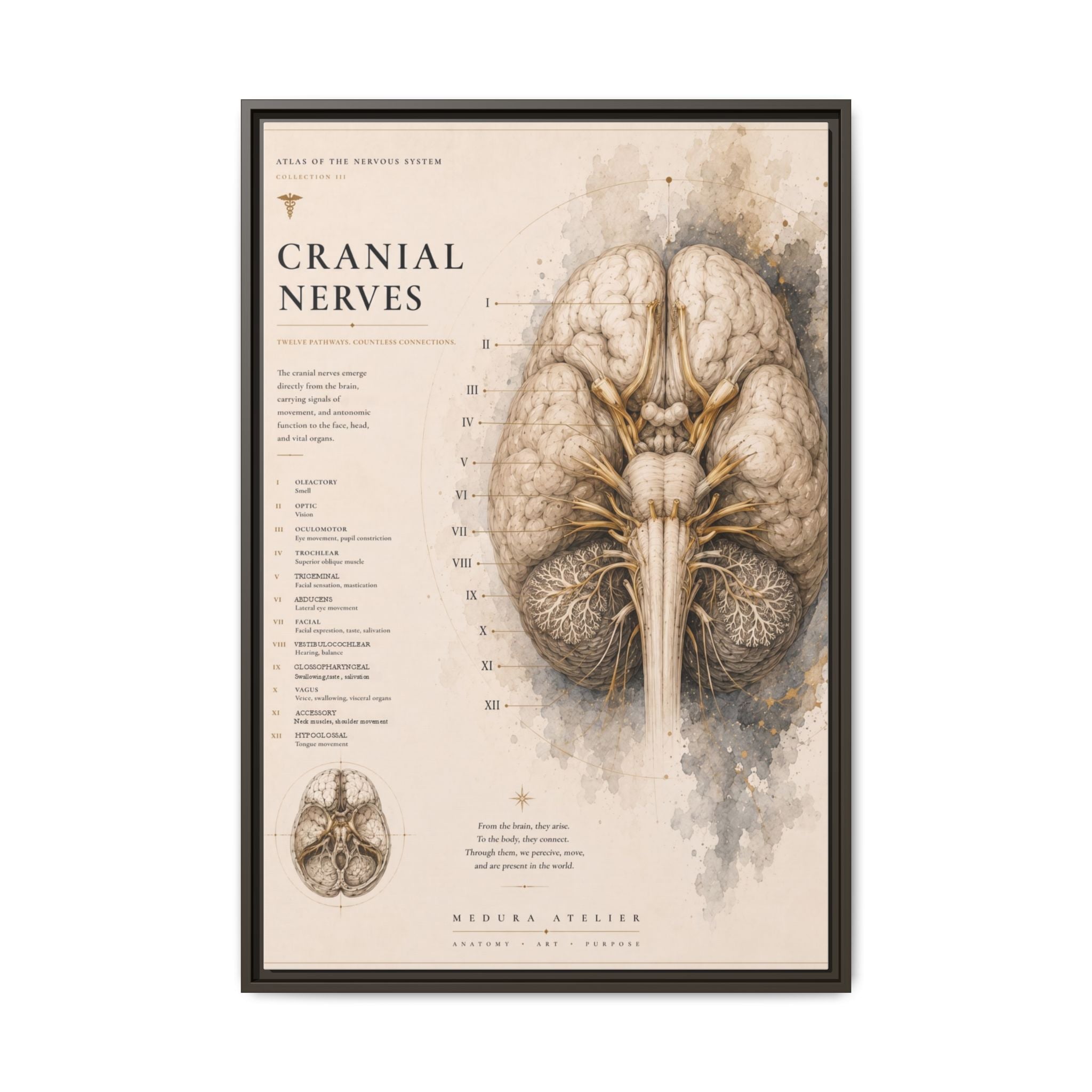 White Matter Brain Wall Art | Luxury Neuroscience Canvas Print | Museum-Inspired Fine Art