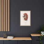 Anatomical Kidney Wall Art | Luxury Nephrology Canvas Print | Museum-Inspired Fine Art