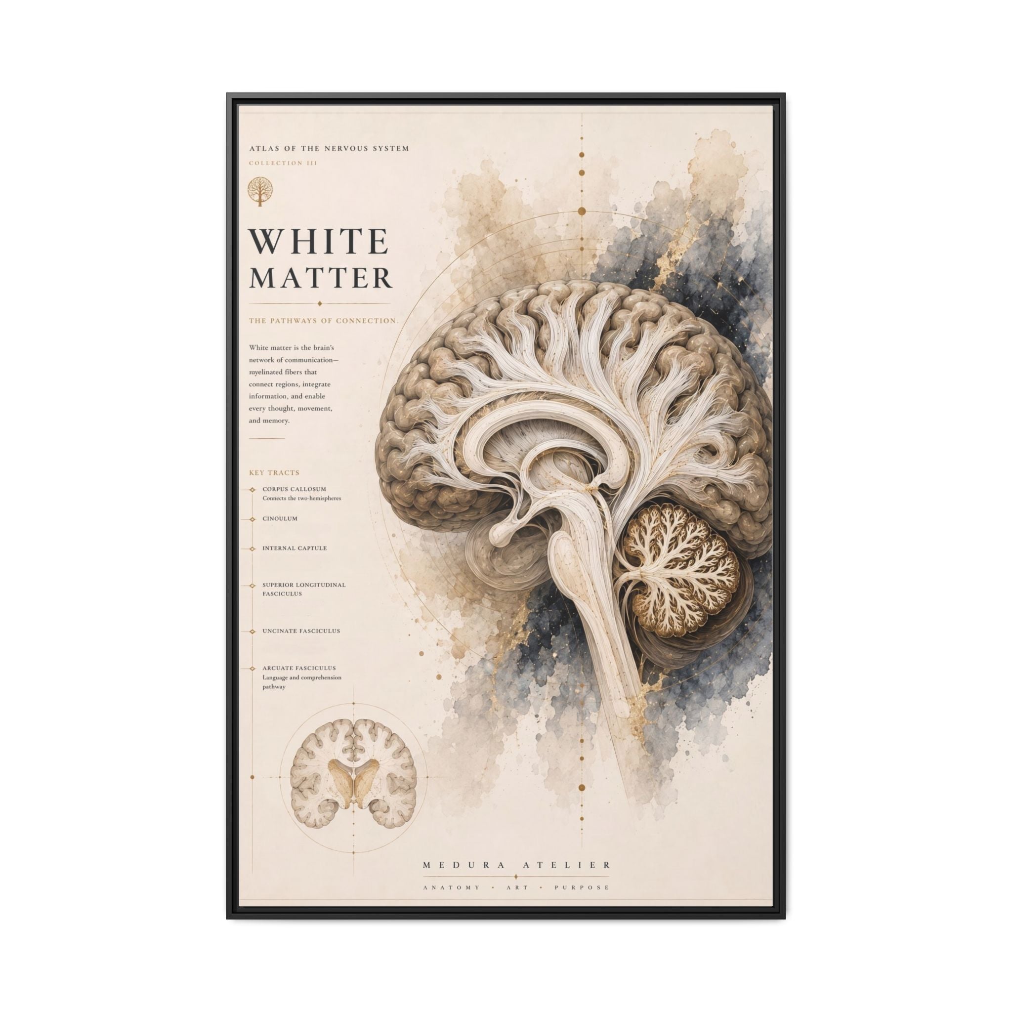 White Matter Brain Wall Art | Luxury Neuroscience Canvas Print | Museum-Inspired Fine Art