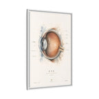 Anatomical Eye Canvas Print | Luxury Ophthalmology Wall Art | Museum-Inspired Medical Decor
