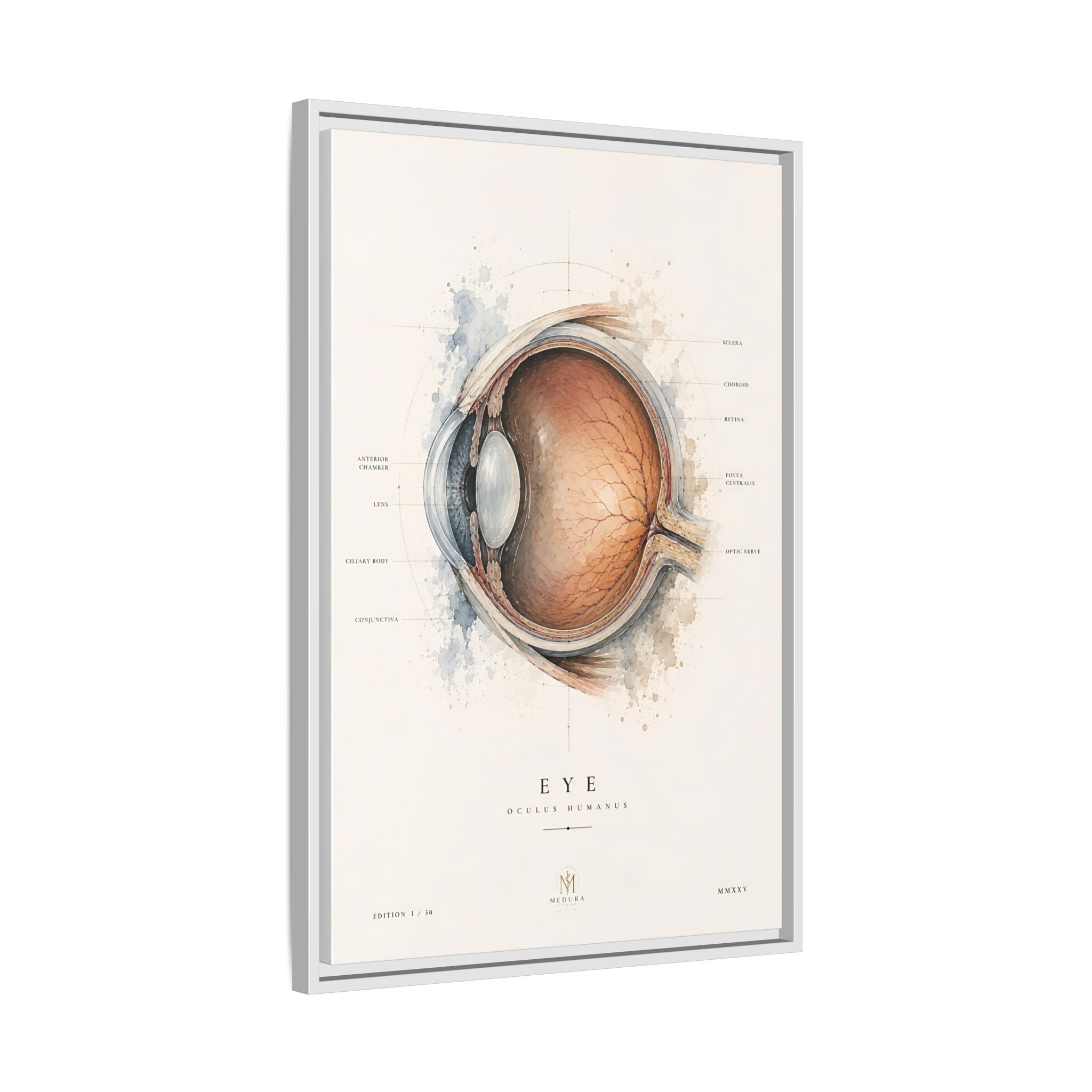 Anatomical Eye Canvas Print | Luxury Ophthalmology Wall Art | Museum-Inspired Medical Decor