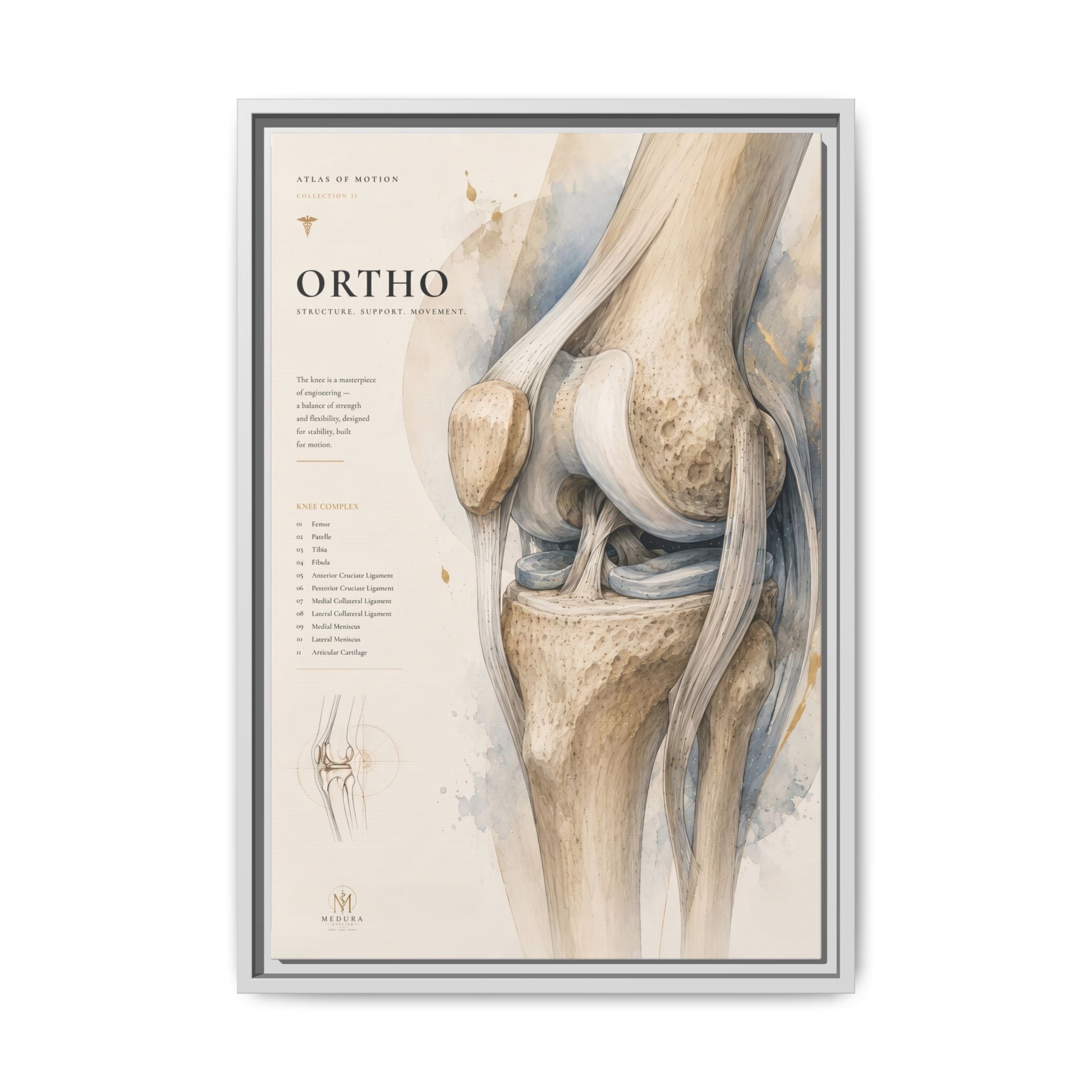 Orthopaedic Knee Anatomy Wall Art | Luxury Orthopedic Canvas Print | Museum-Inspired Fine Art