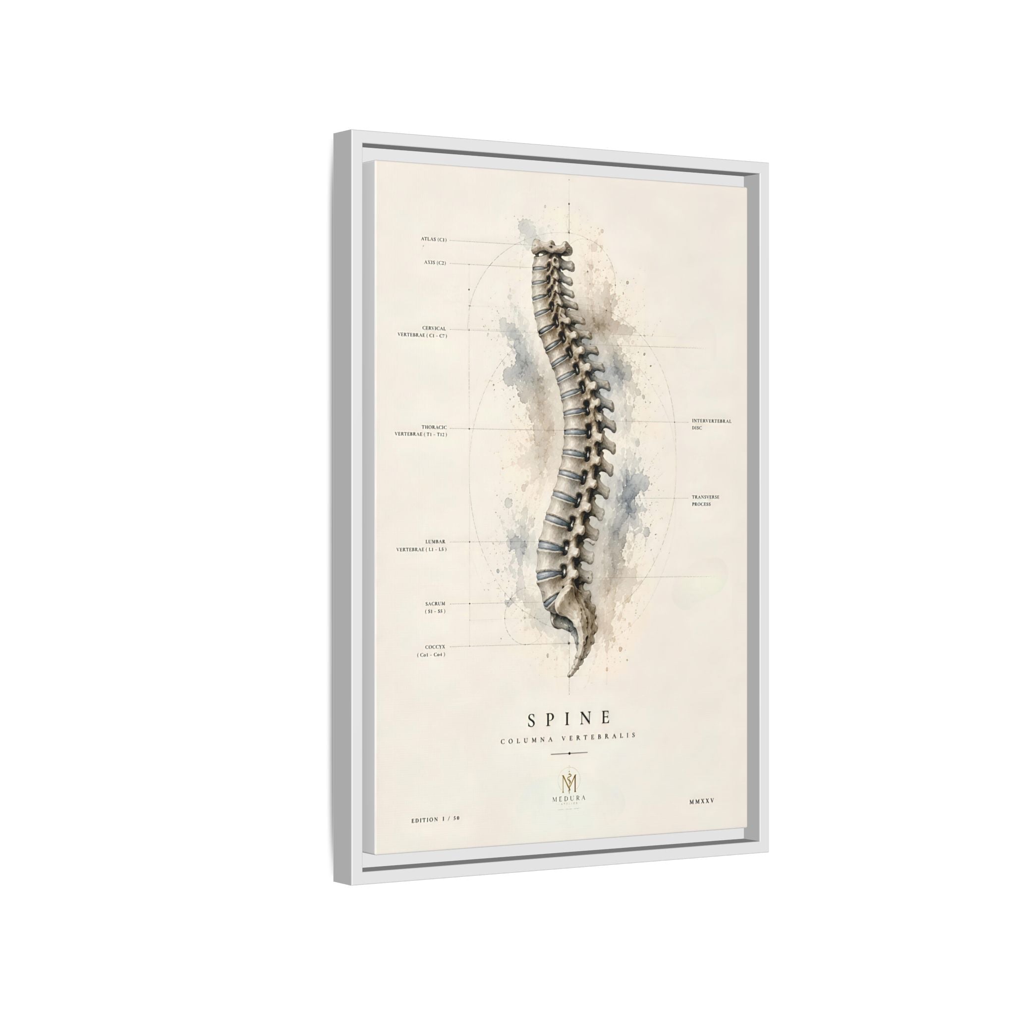 Anatomical Spine Wall Art | Luxury Vertebral Column Canvas Print | Museum-Inspired Fine Art