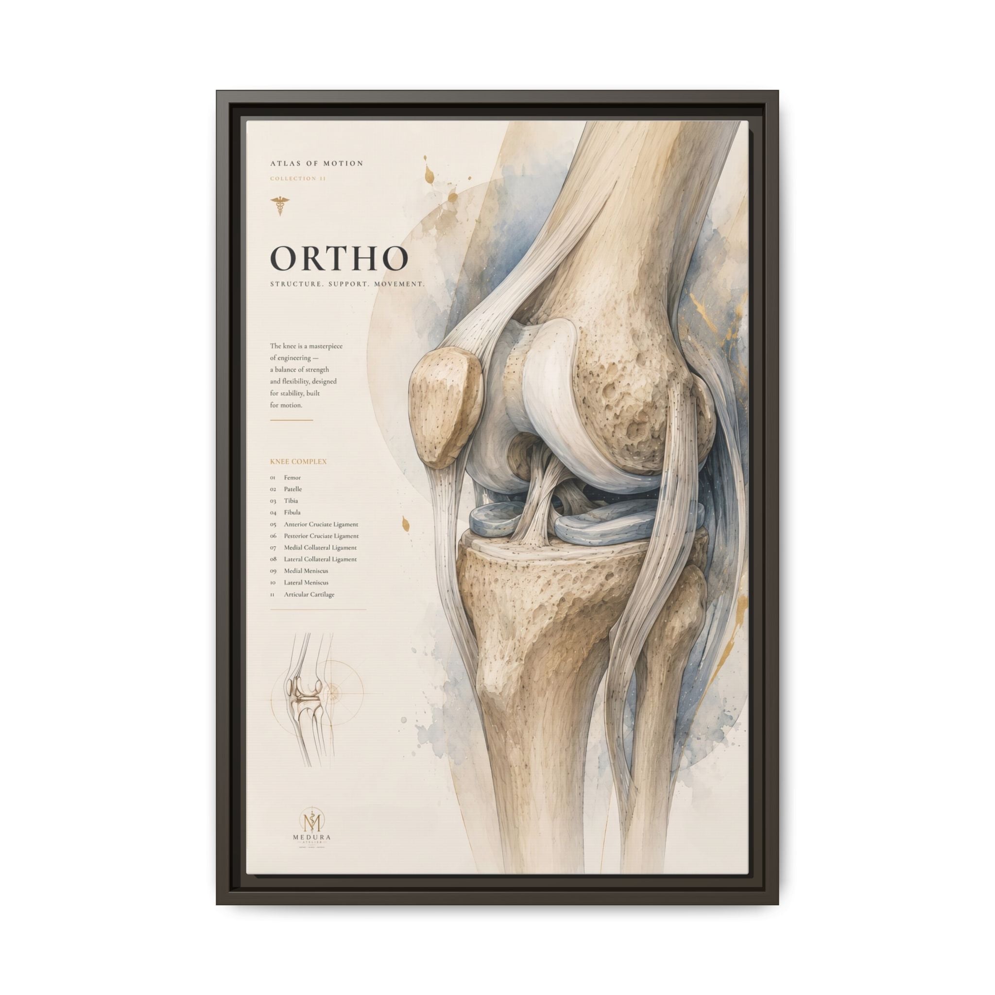 Orthopaedic Knee Anatomy Wall Art | Luxury Orthopedic Canvas Print | Museum-Inspired Fine Art