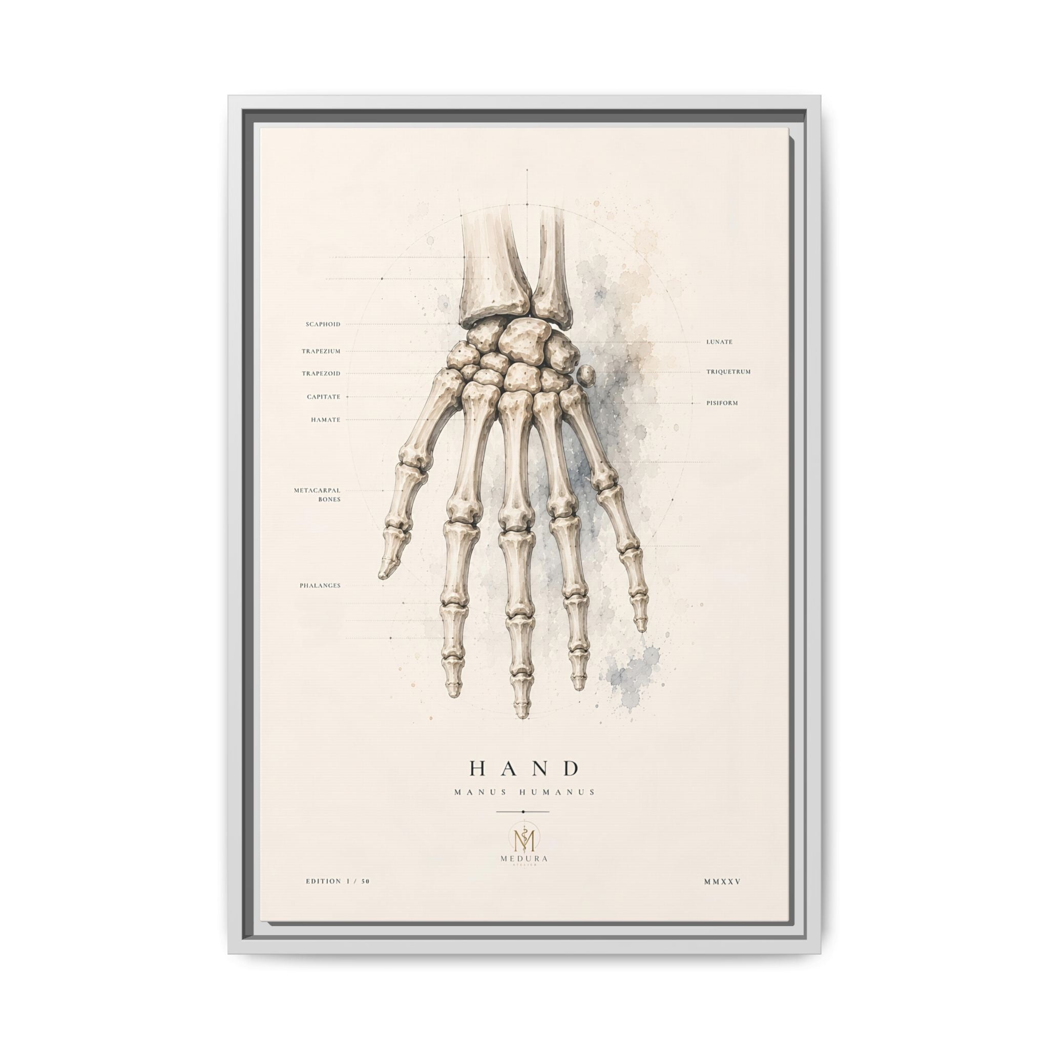 Anatomical Hand Skeleton Wall Art | Luxury Orthopaedic Canvas Print | Museum-Inspired Fine Art