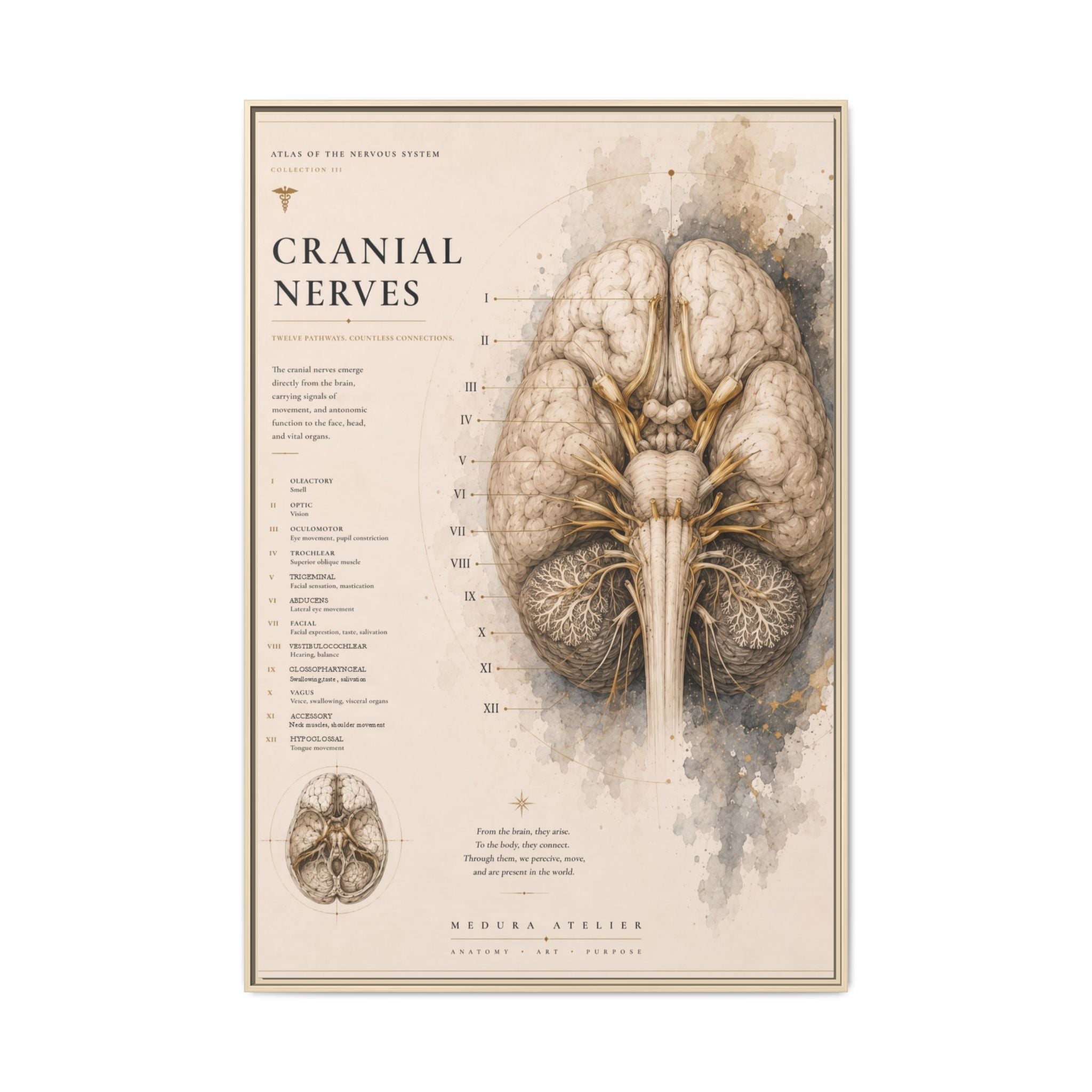 White Matter Brain Wall Art | Luxury Neuroscience Canvas Print | Museum-Inspired Fine Art