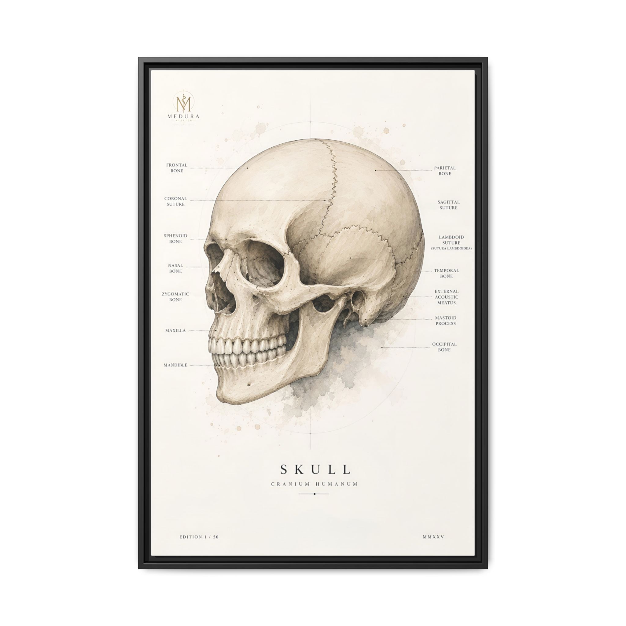 Anatomical Skull Wall Art | Luxury Medical Canvas Print | Museum-Inspired Fine Art