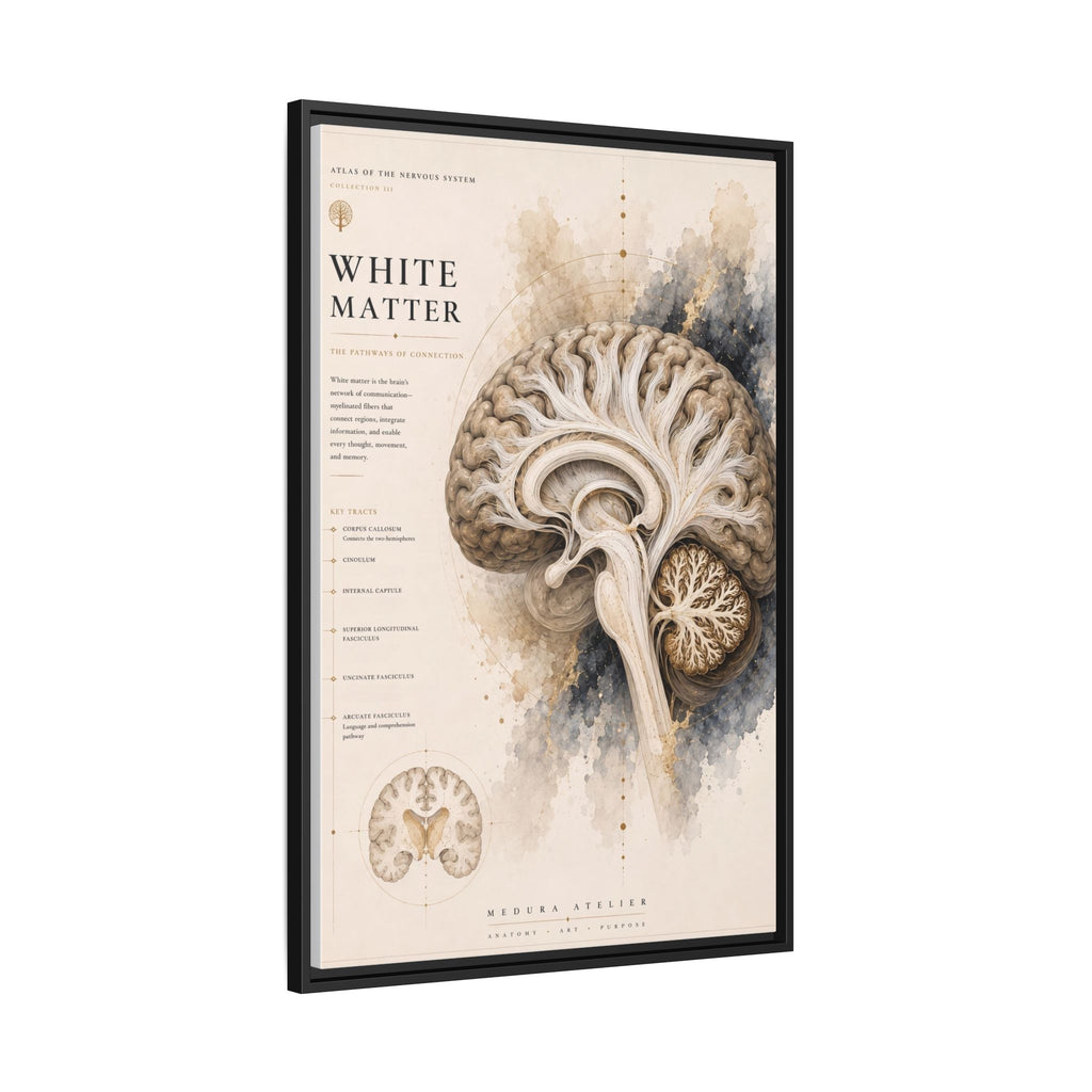 White Matter Brain Wall Art | Luxury Neuroscience Canvas Print | Museum-Inspired Fine Art