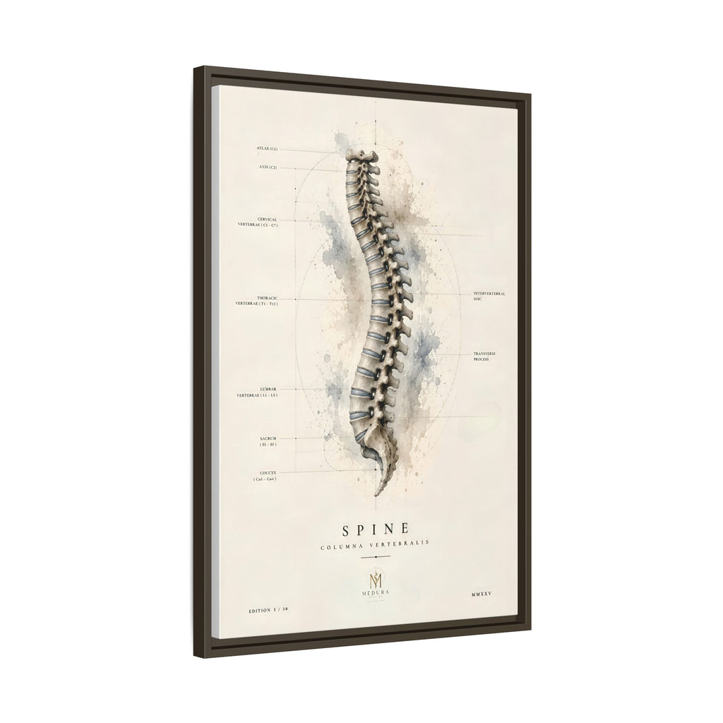 Anatomical Spine Wall Art | Luxury Vertebral Column Canvas Print | Museum-Inspired Fine Art