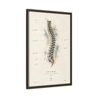 Anatomical Spine Wall Art | Luxury Vertebral Column Canvas Print | Museum-Inspired Fine Art