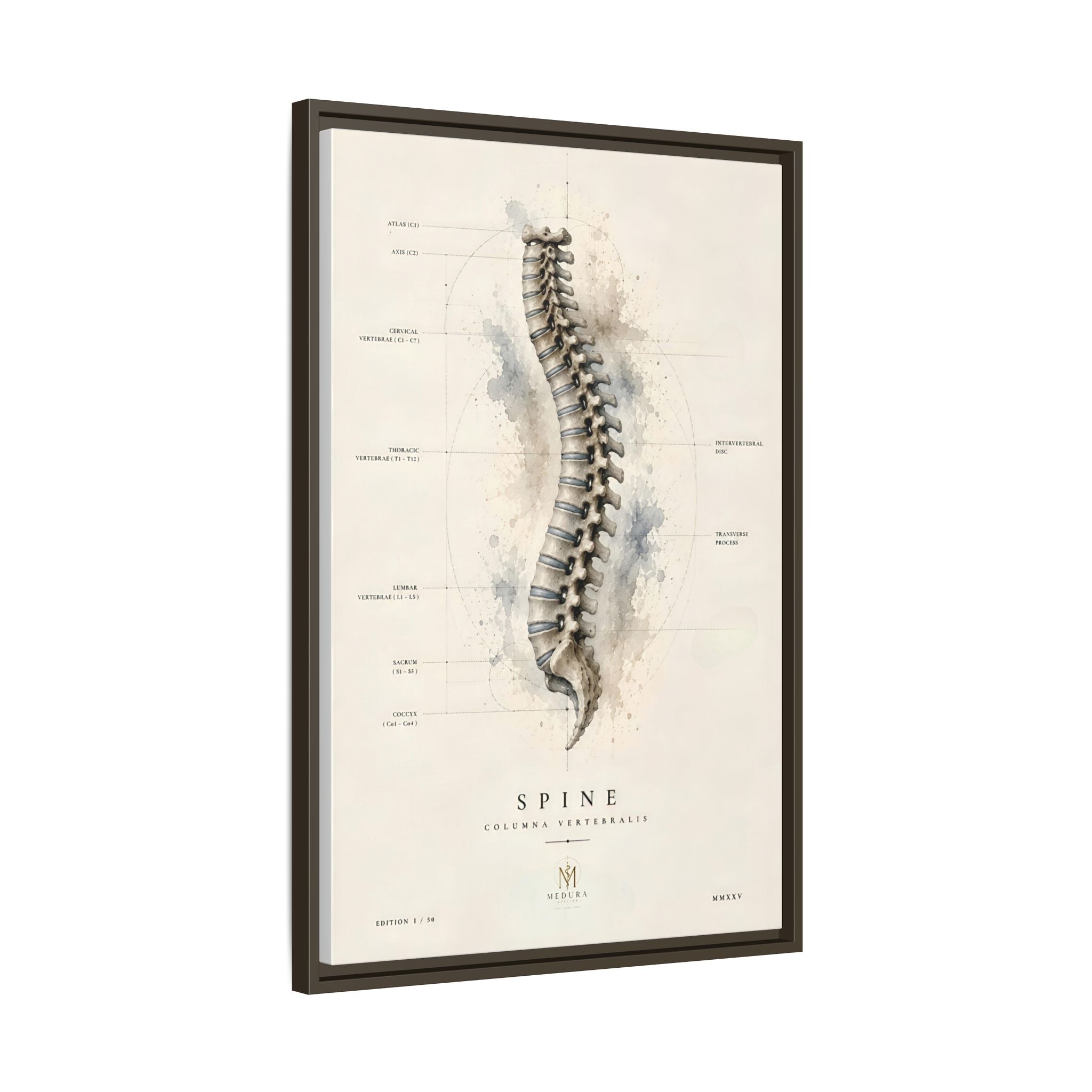 Anatomical Spine Wall Art | Luxury Vertebral Column Canvas Print | Museum-Inspired Fine Art
