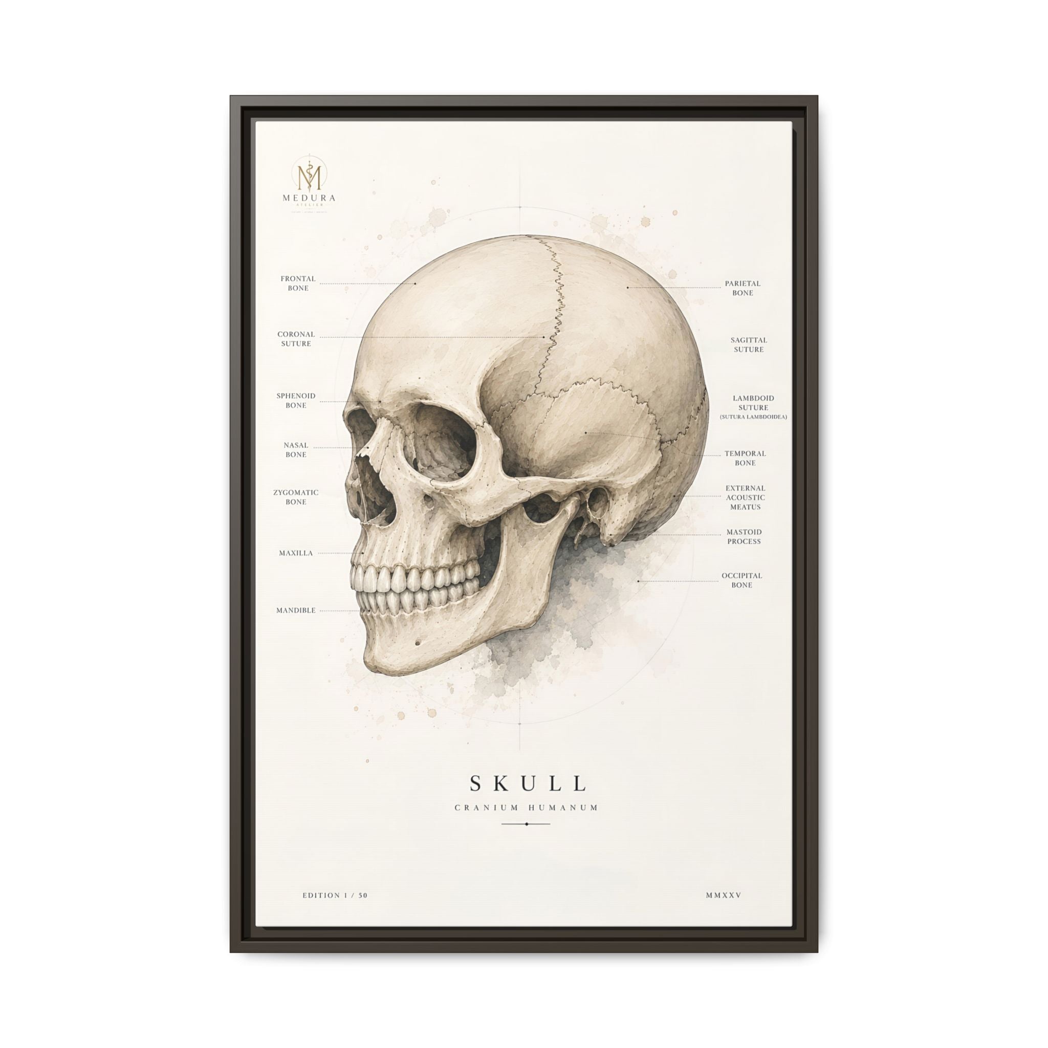 Anatomical Skull Wall Art | Luxury Medical Canvas Print | Museum-Inspired Fine Art