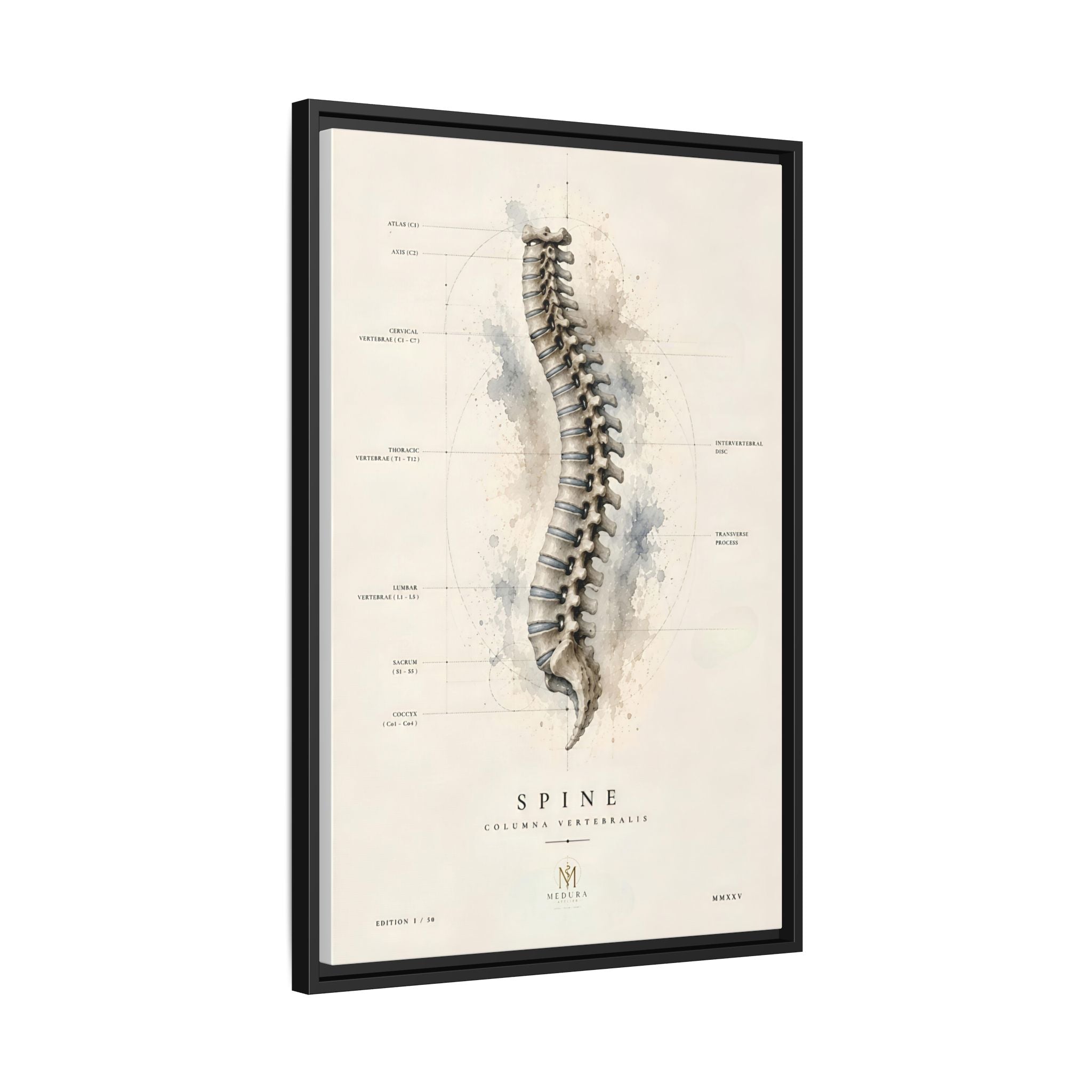 Anatomical Spine Wall Art | Luxury Vertebral Column Canvas Print | Museum-Inspired Fine Art