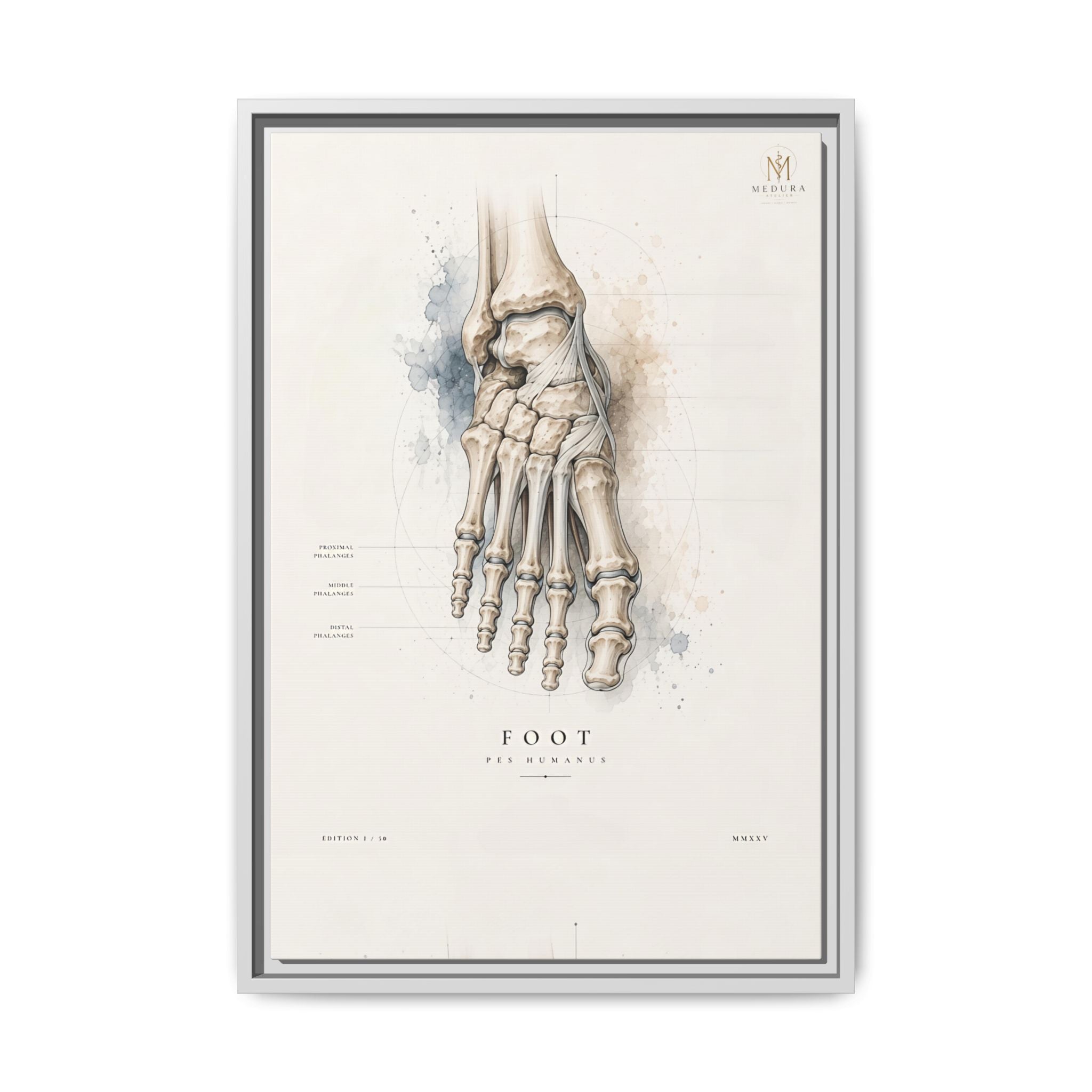 Anatomical Foot Skeleton Wall Art | Luxury Podiatry Canvas Print | Museum-Inspired Fine Art