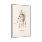 Anatomical Hand Skeleton Wall Art | Luxury Orthopaedic Canvas Print | Museum-Inspired Fine Art