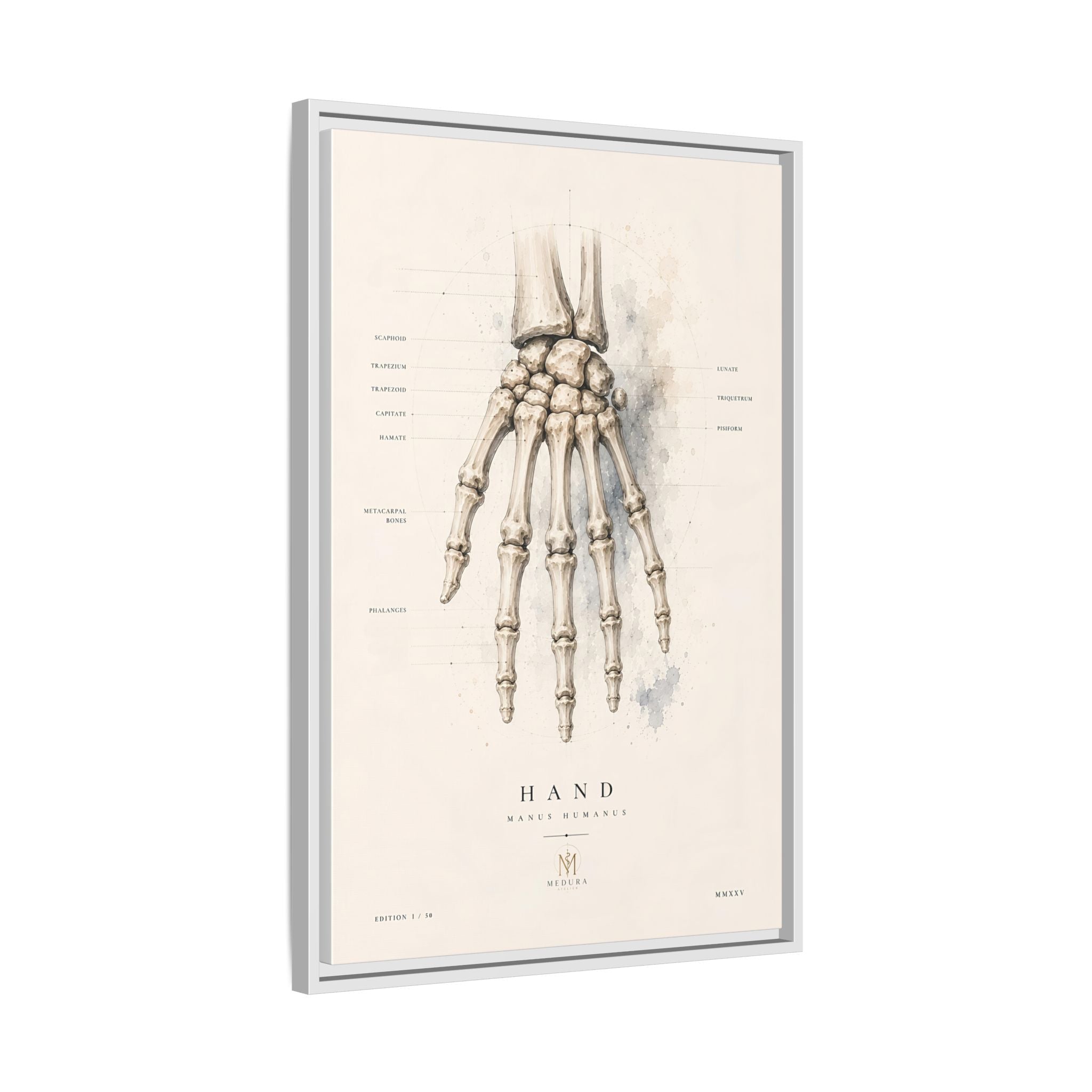 Anatomical Hand Skeleton Wall Art | Luxury Orthopaedic Canvas Print | Museum-Inspired Fine Art