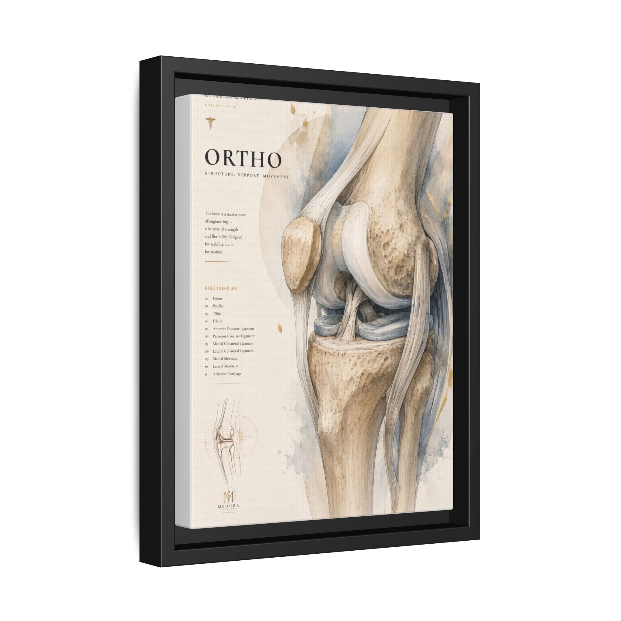 Orthopaedic Knee Anatomy Wall Art | Luxury Orthopedic Canvas Print | Museum-Inspired Fine Art