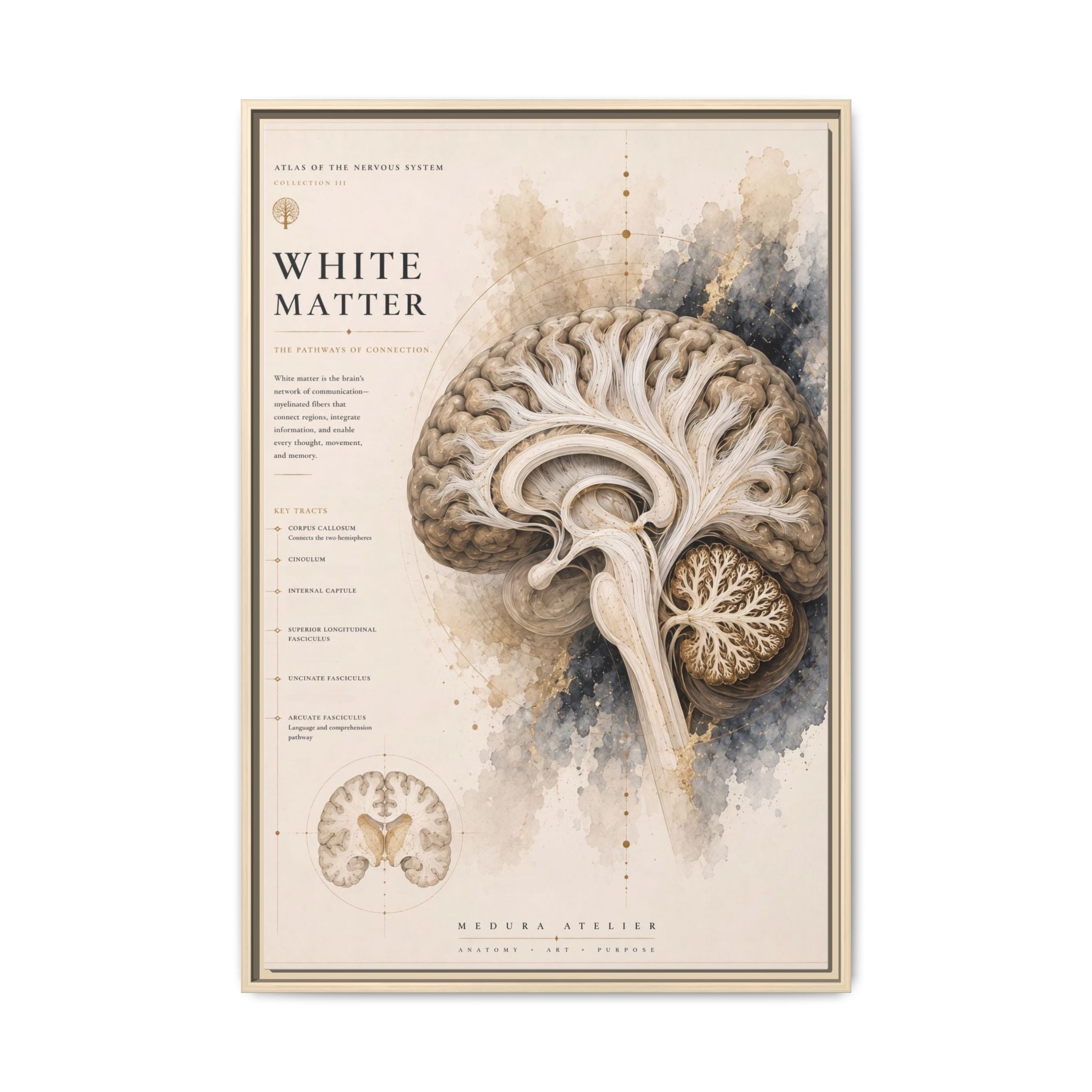 White Matter Brain Wall Art | Luxury Neuroscience Canvas Print | Museum-Inspired Fine Art