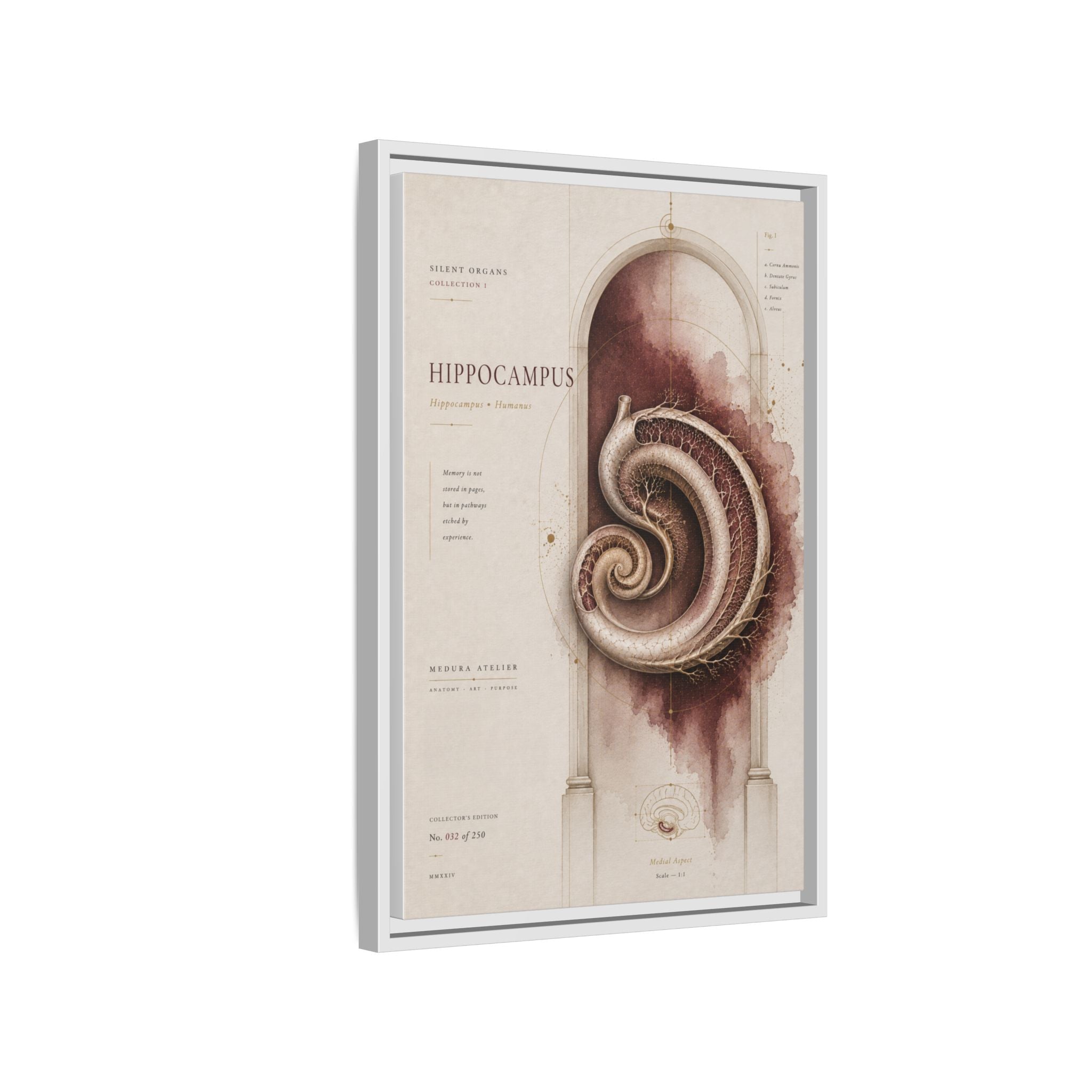 Silent Organs – Hippocampus Wall Art | Luxury Neuroscience Canvas Print | Museum-Inspired Fine Art