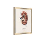 Anatomical Kidney Wall Art | Luxury Nephrology Canvas Print | Museum-Inspired Fine Art