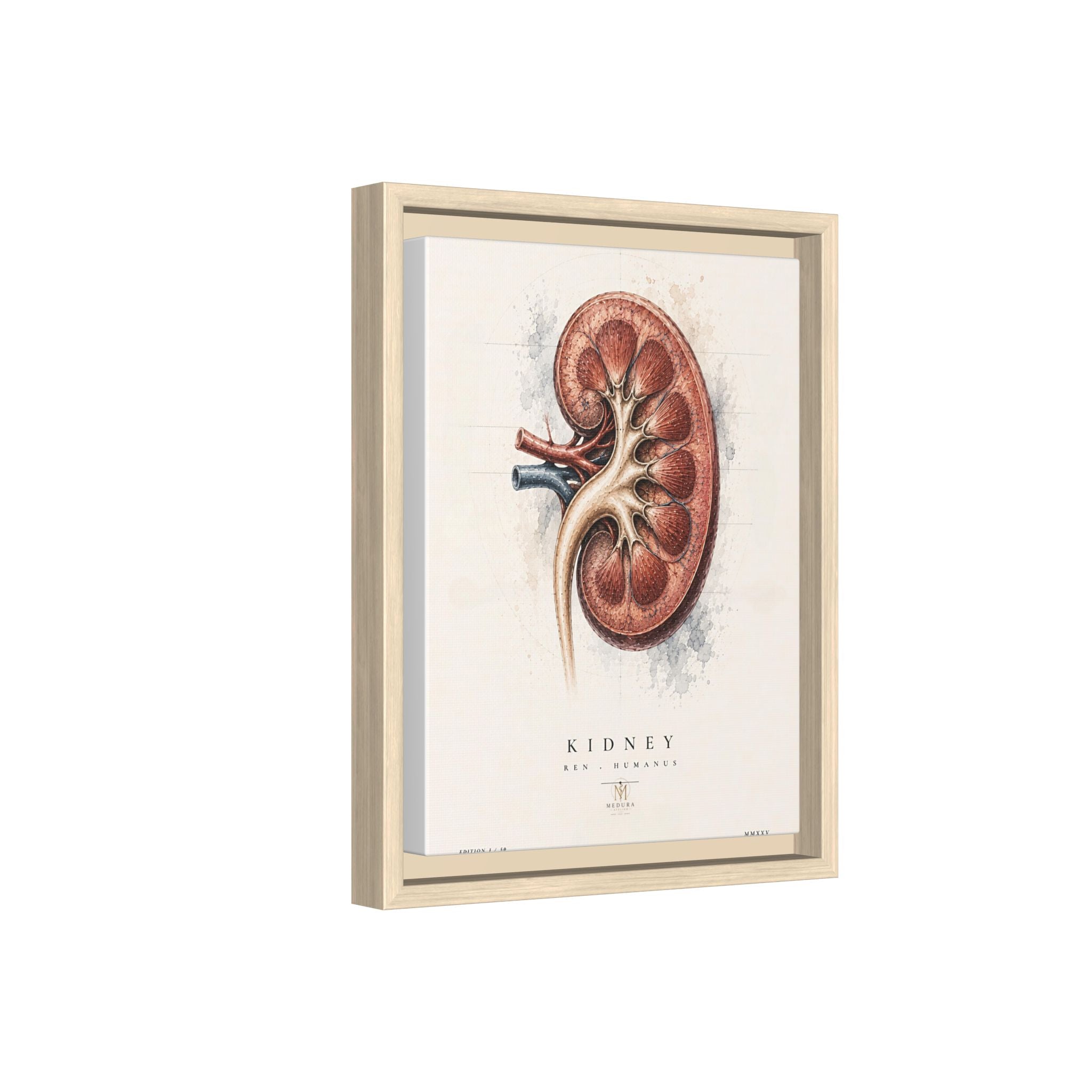 Anatomical Kidney Wall Art | Luxury Nephrology Canvas Print | Museum-Inspired Fine Art