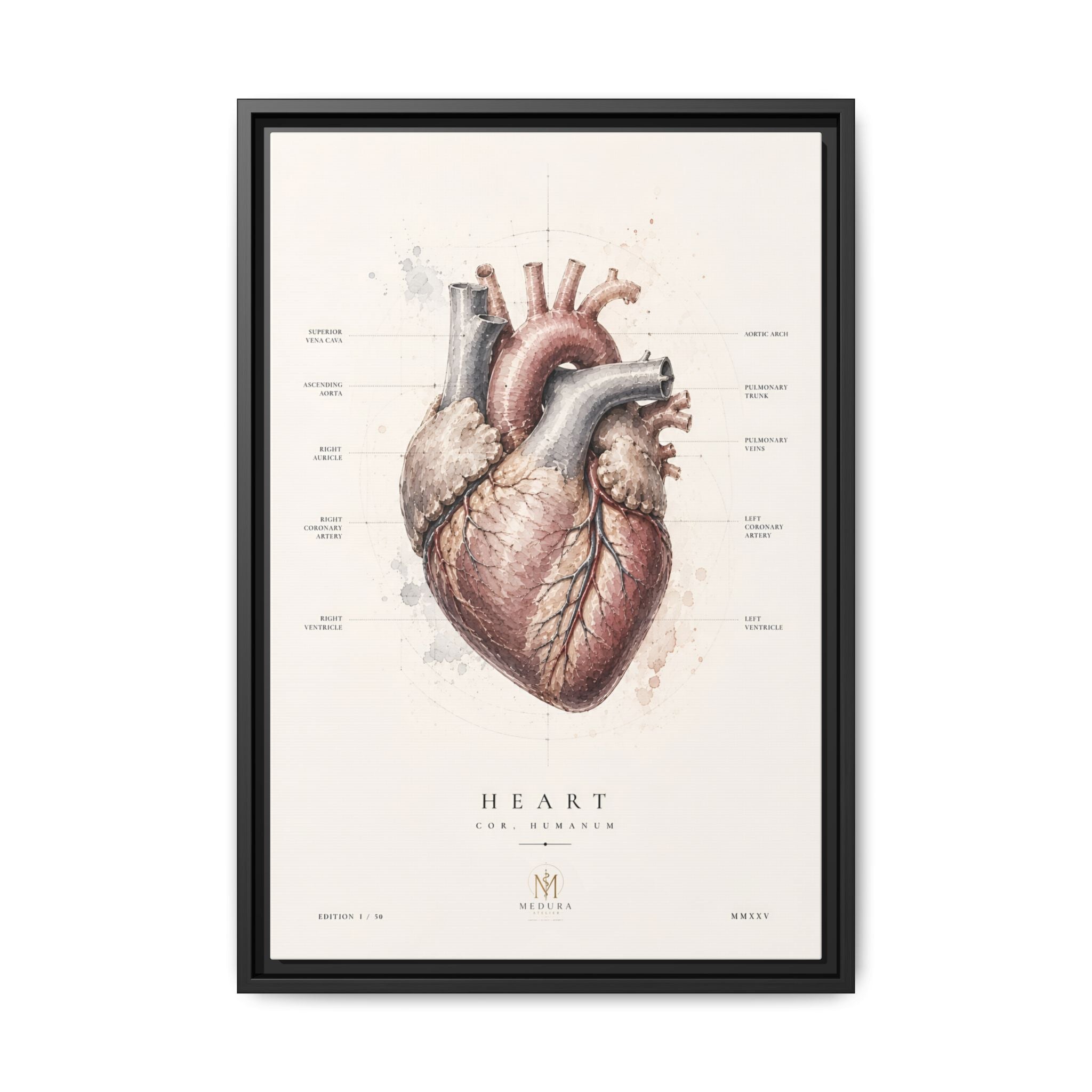 Anatomical Heart Wall Art | Luxury Medical Canvas Print | Museum-Inspired Fine Art