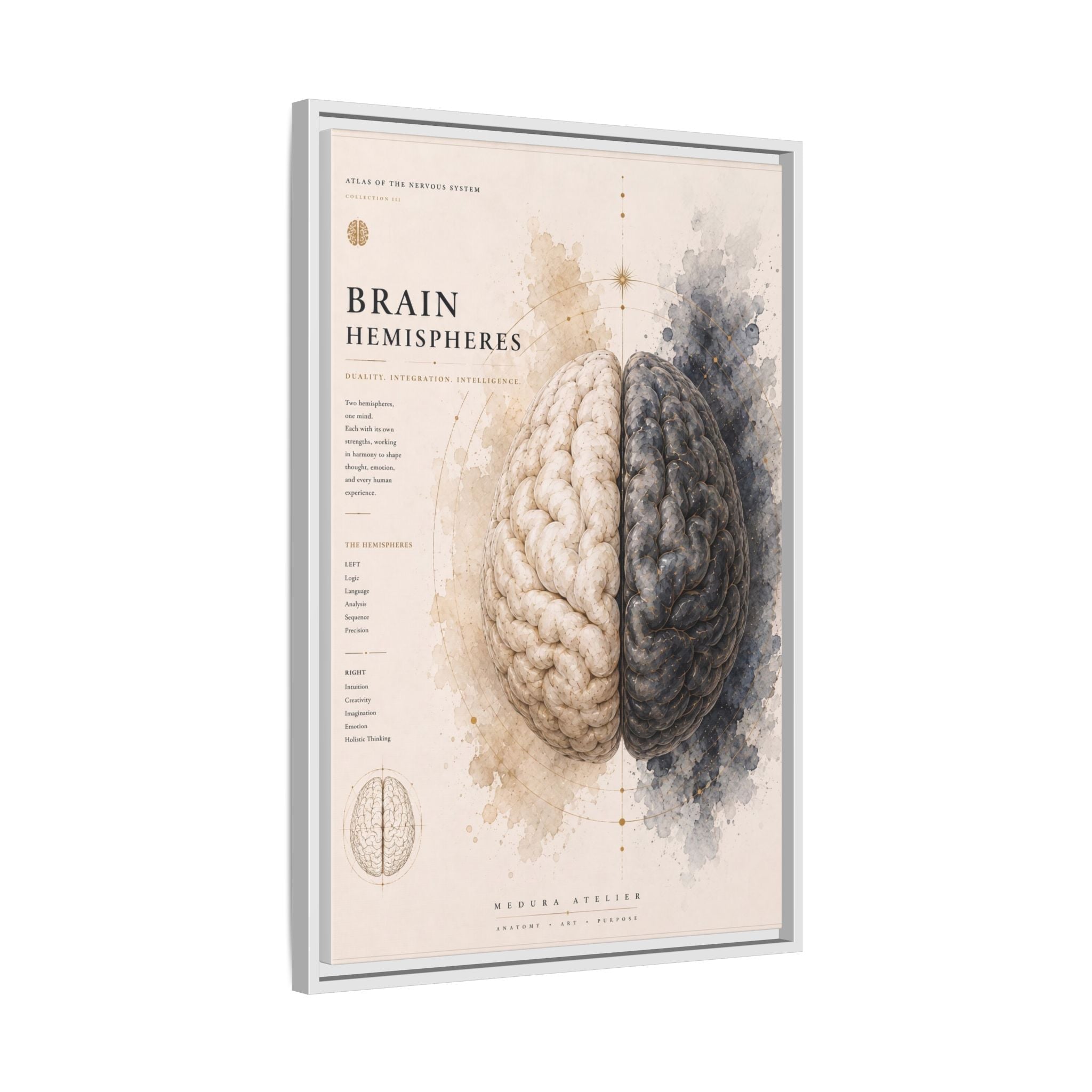 Brain Hemispheres Wall Art | Luxury Neuroscience Canvas Print | Museum-Inspired Fine Art