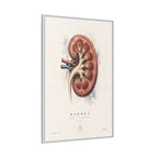 Anatomical Kidney Wall Art | Luxury Nephrology Canvas Print | Museum-Inspired Fine Art