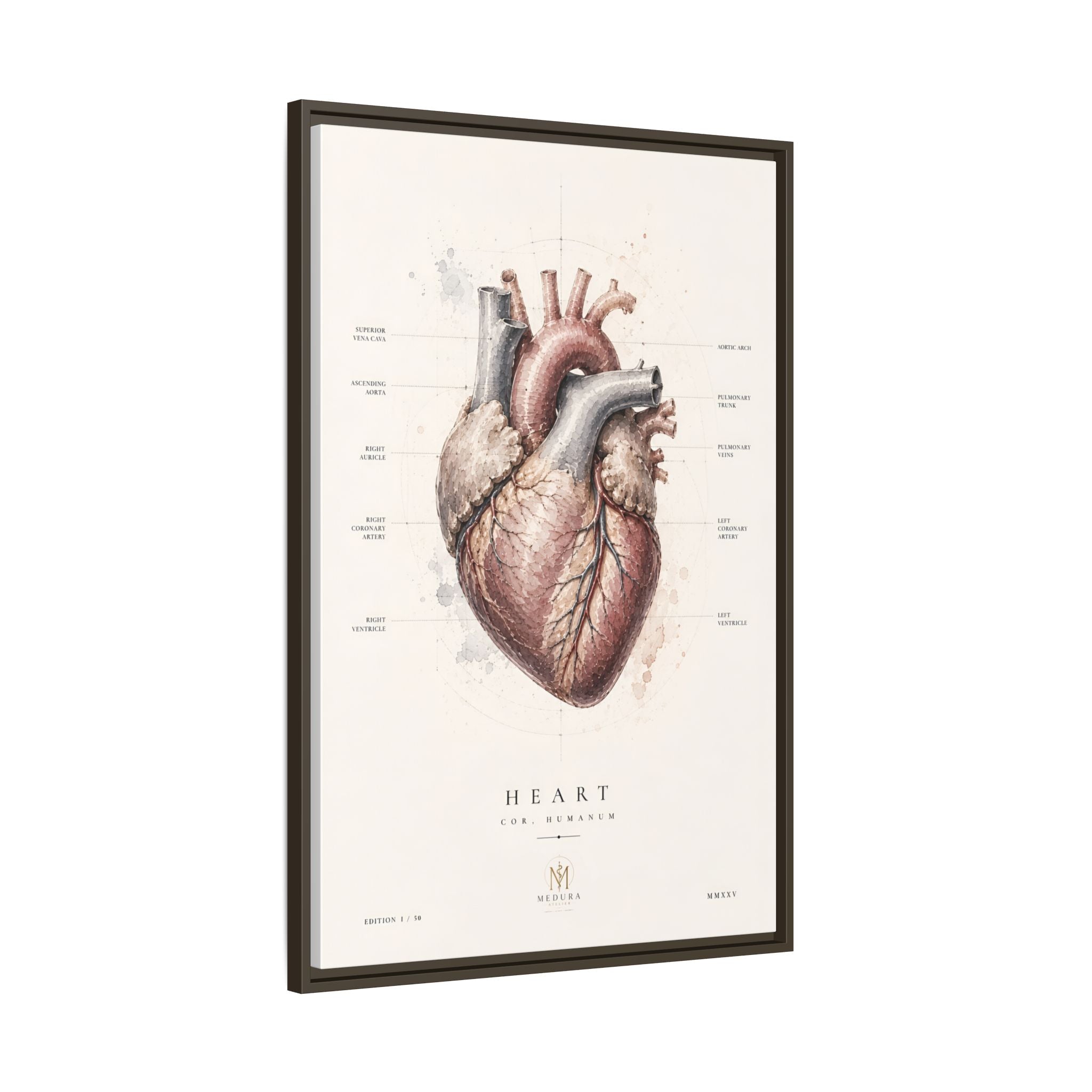 Anatomical Heart Wall Art | Luxury Medical Canvas Print | Museum-Inspired Fine Art