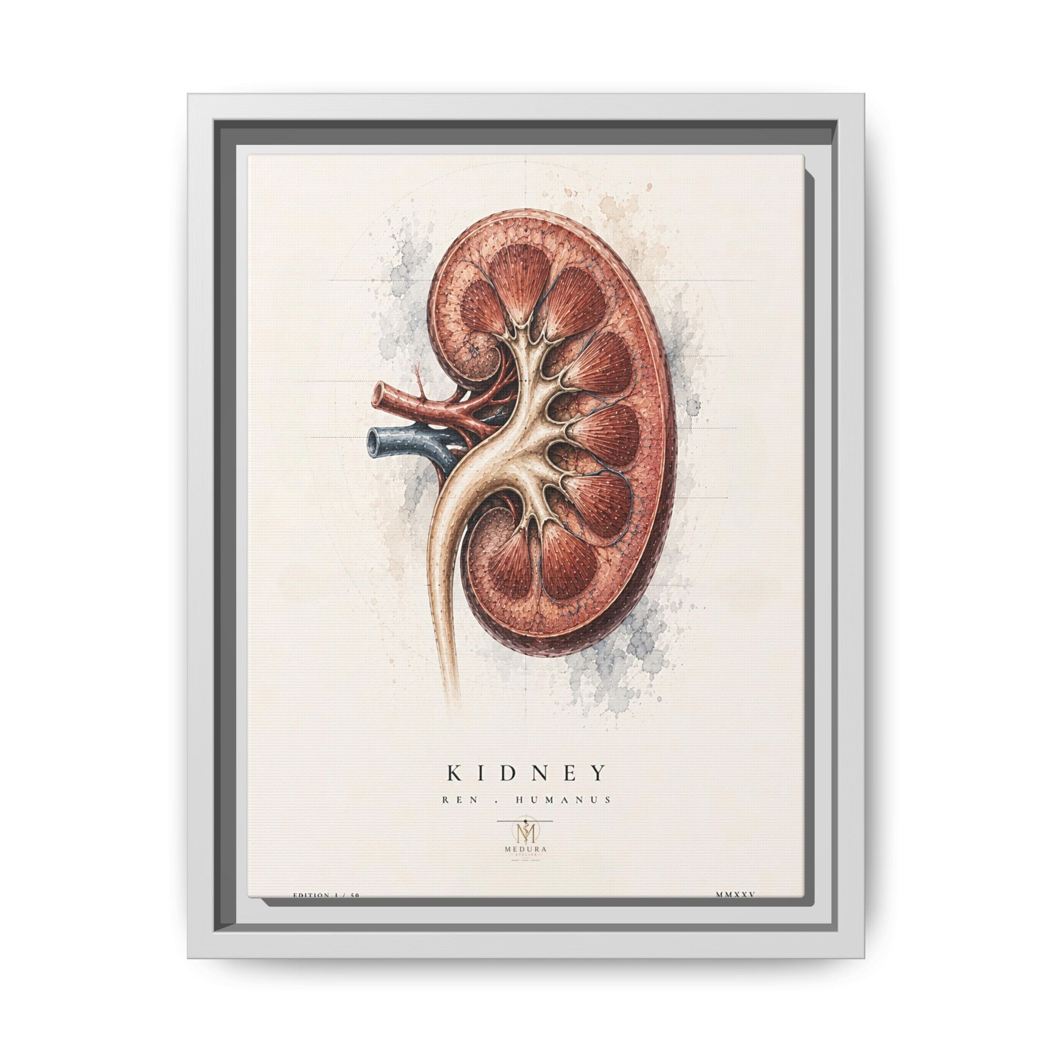 Anatomical Kidney Wall Art | Luxury Nephrology Canvas Print | Museum-Inspired Fine Art