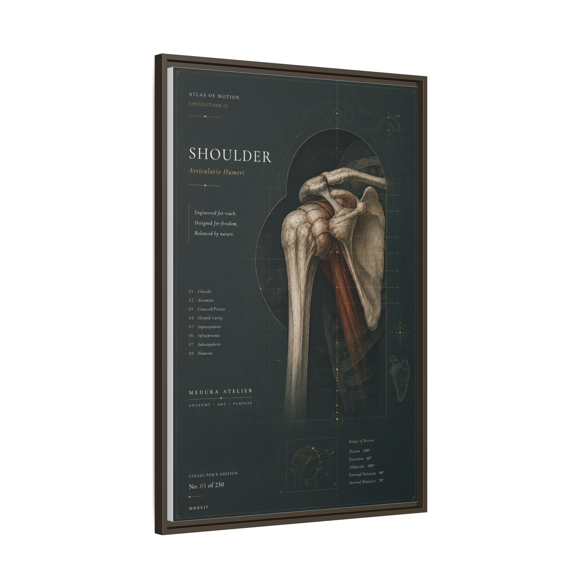 Copy of Atlas of Motion – Knee Wall Art | Luxury Orthopedic Canvas Print | Museum-Inspired Fine Art